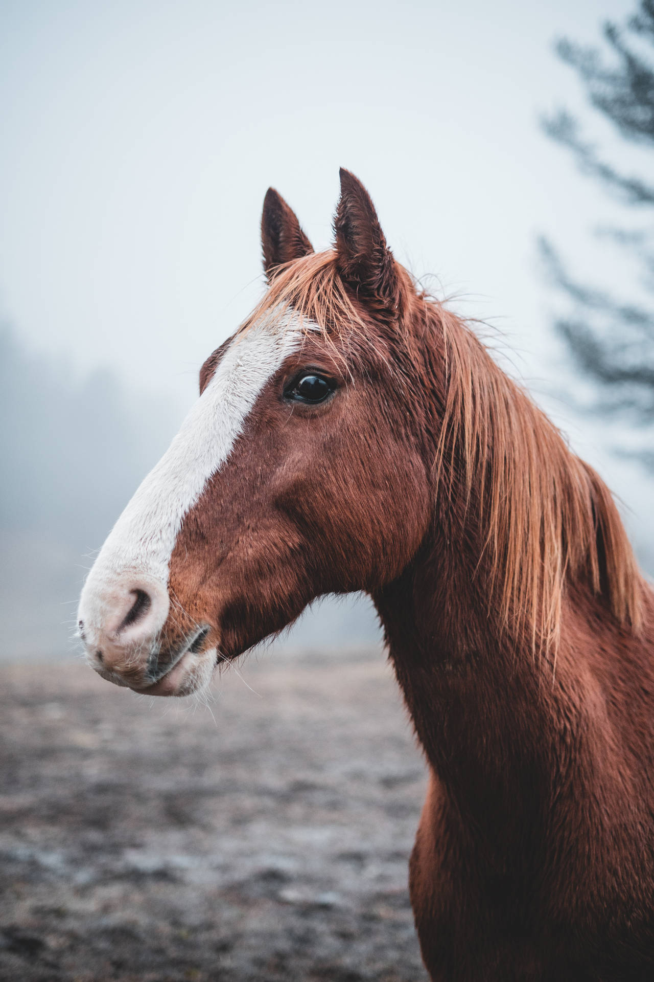3902X5853 Horse Wallpaper and Background