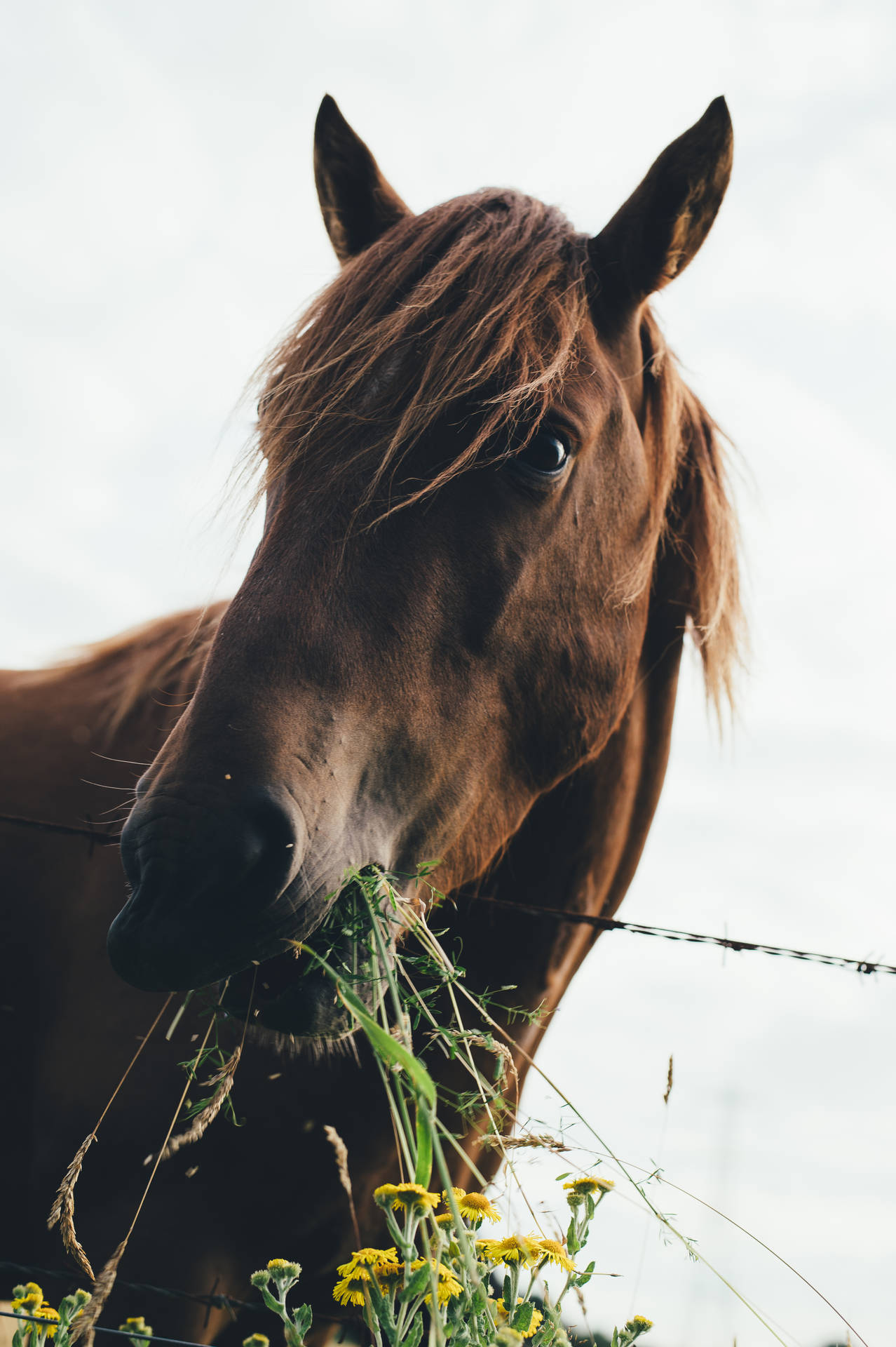 4000X6010 Horse Wallpaper and Background