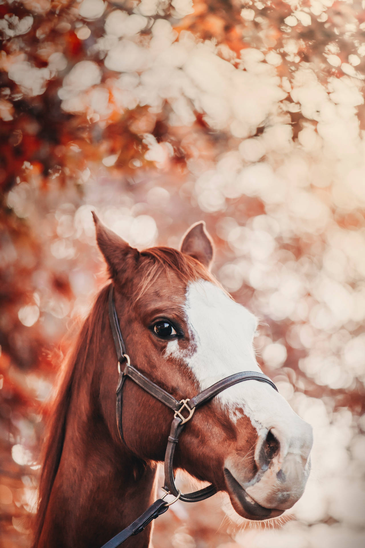 4082X6124 Horse Wallpaper and Background