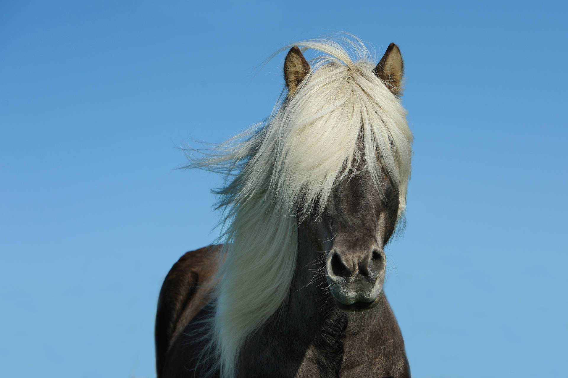 4256X2832 Horse Wallpaper and Background