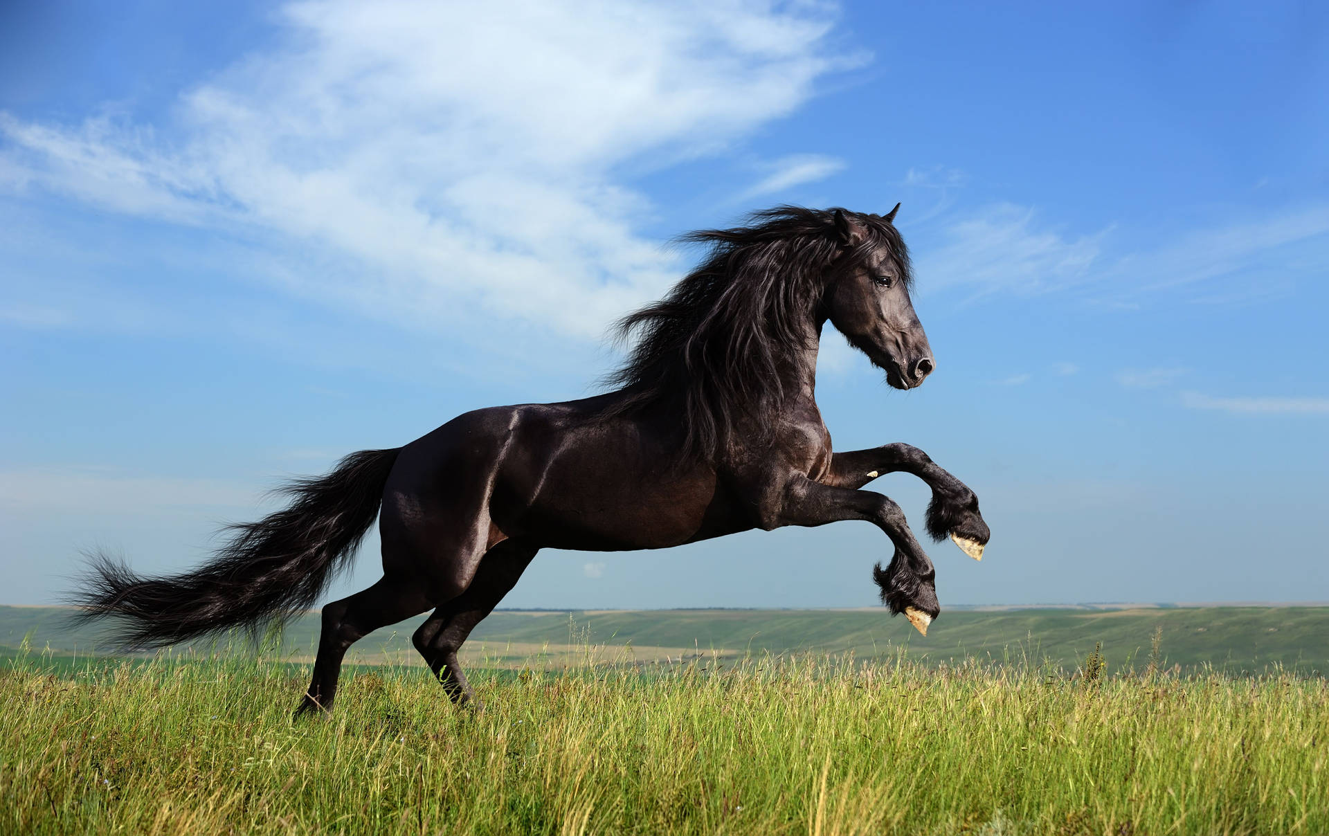 4502X2832 Horse Wallpaper and Background