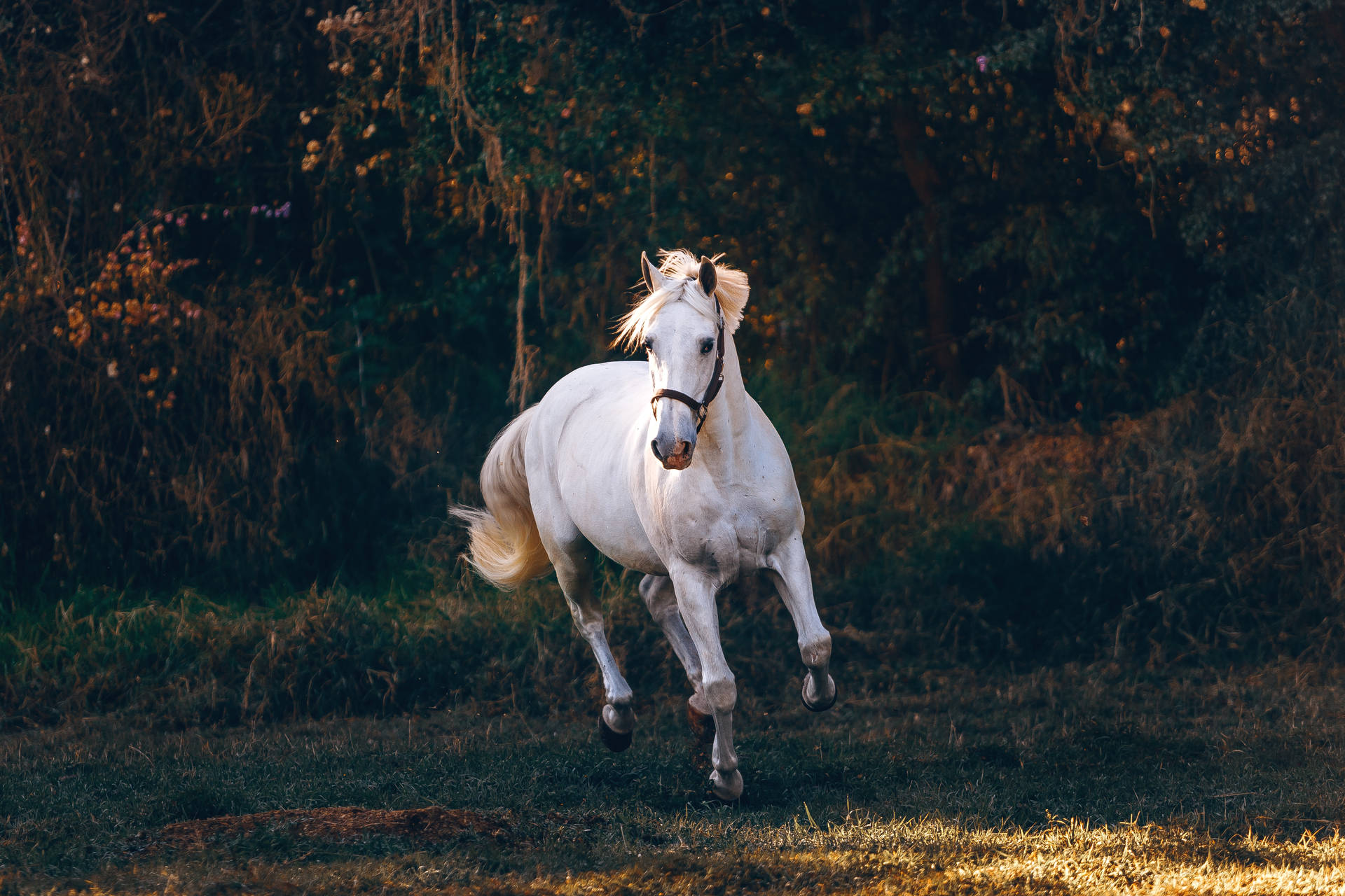 5110X3407 Horse Wallpaper and Background