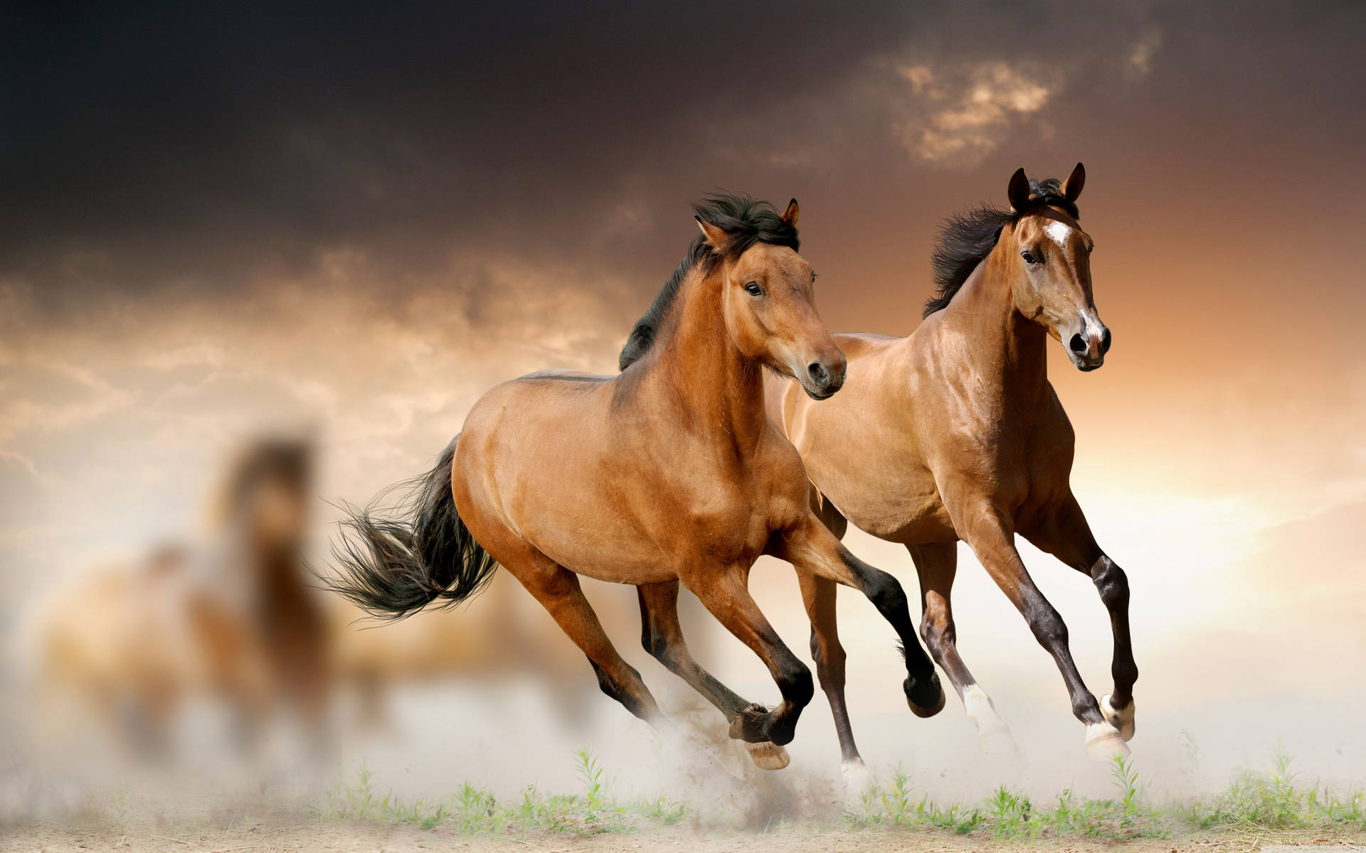 5120X3200 Horse Wallpaper and Background