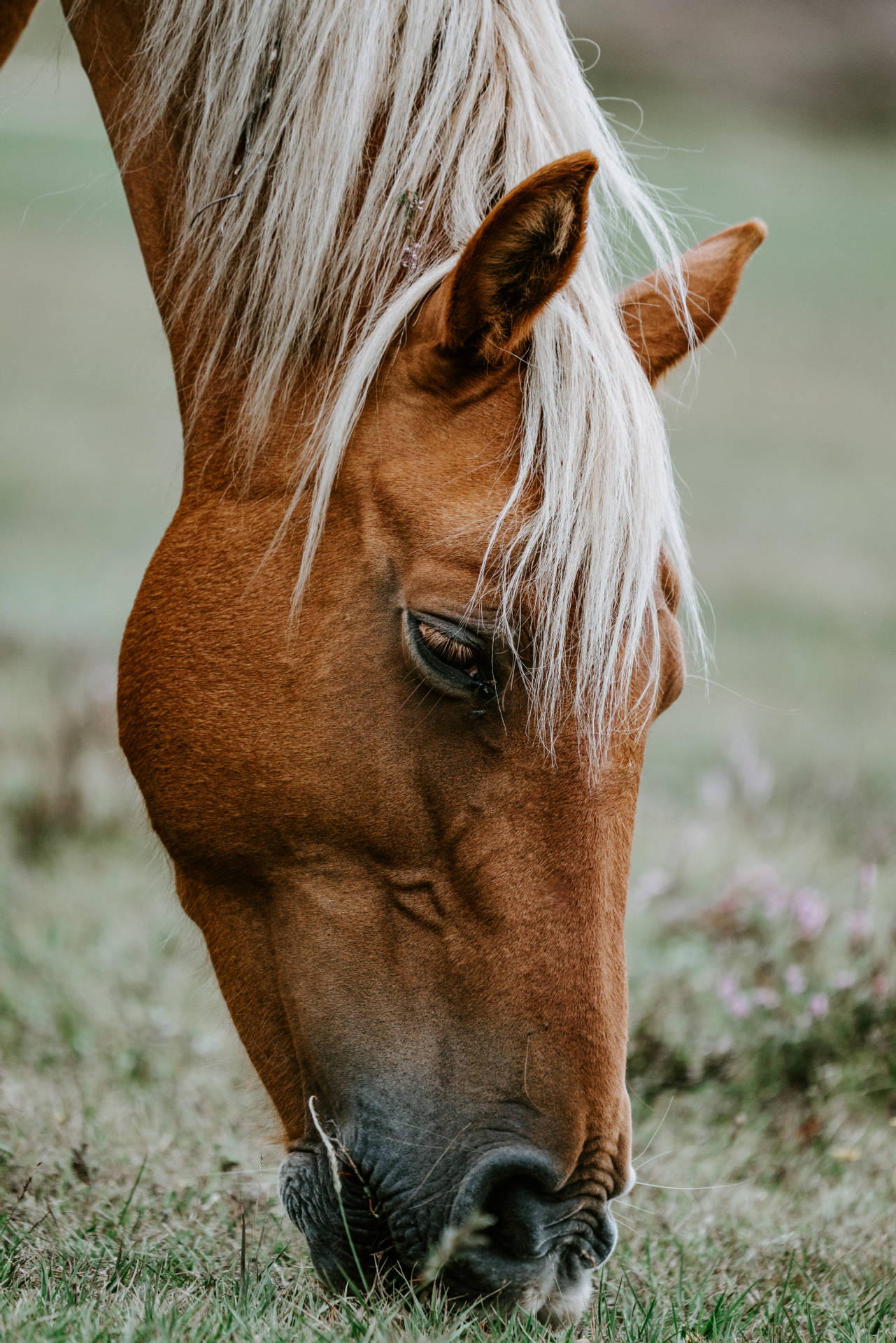 5177X7762 Horse Wallpaper and Background
