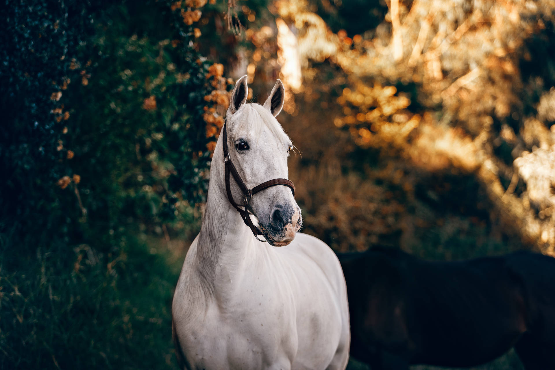5472X3648 Horse Wallpaper and Background