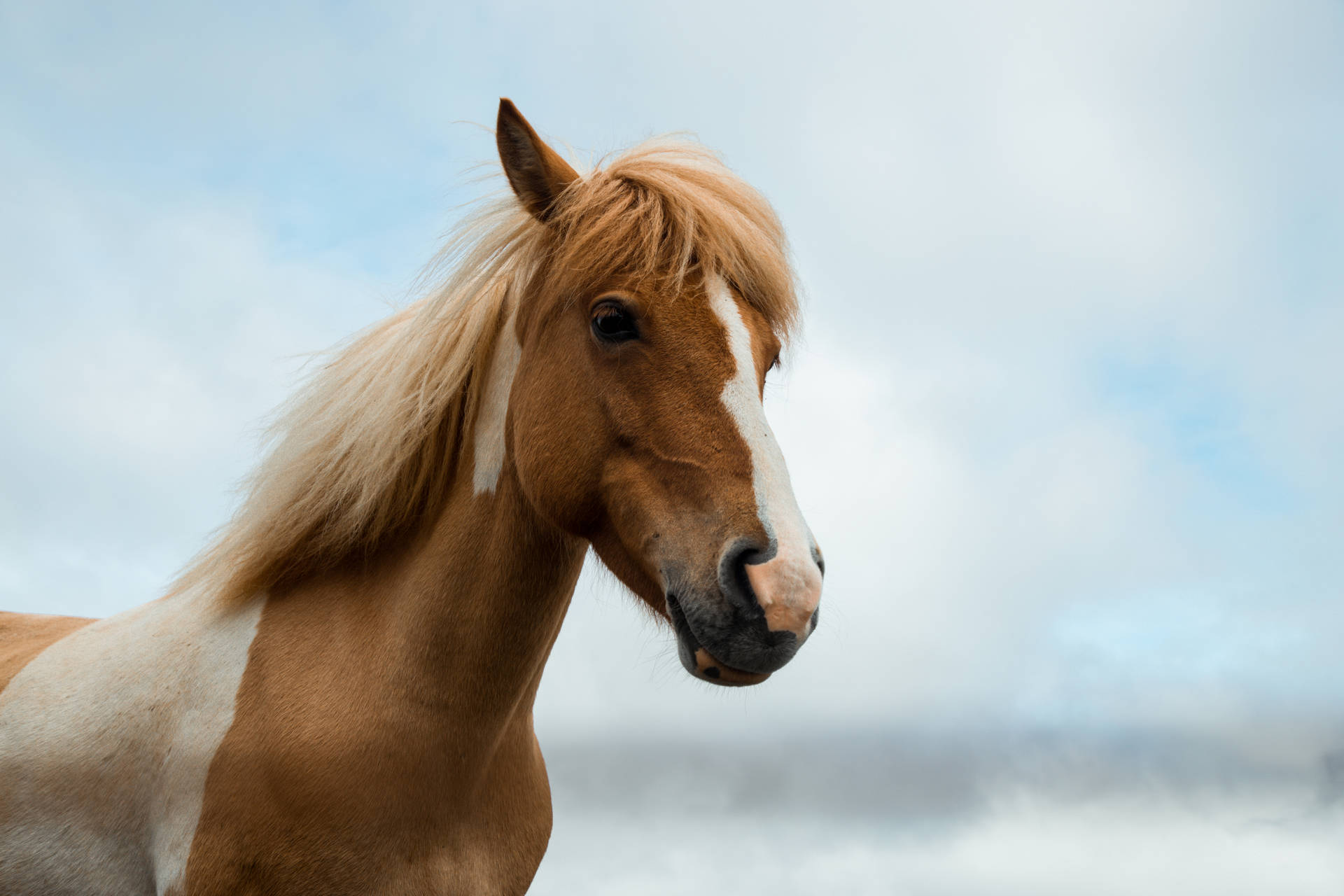 6240X4160 Horse Wallpaper and Background