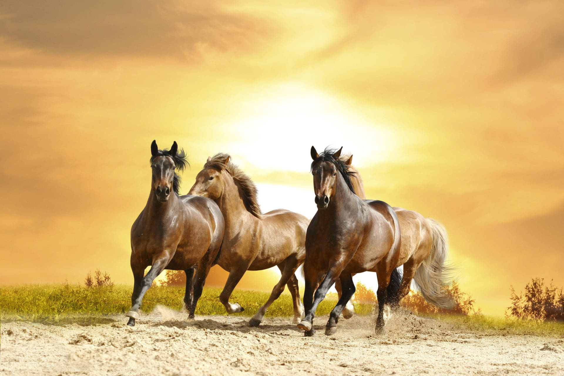 7008X4672 Horse Wallpaper and Background