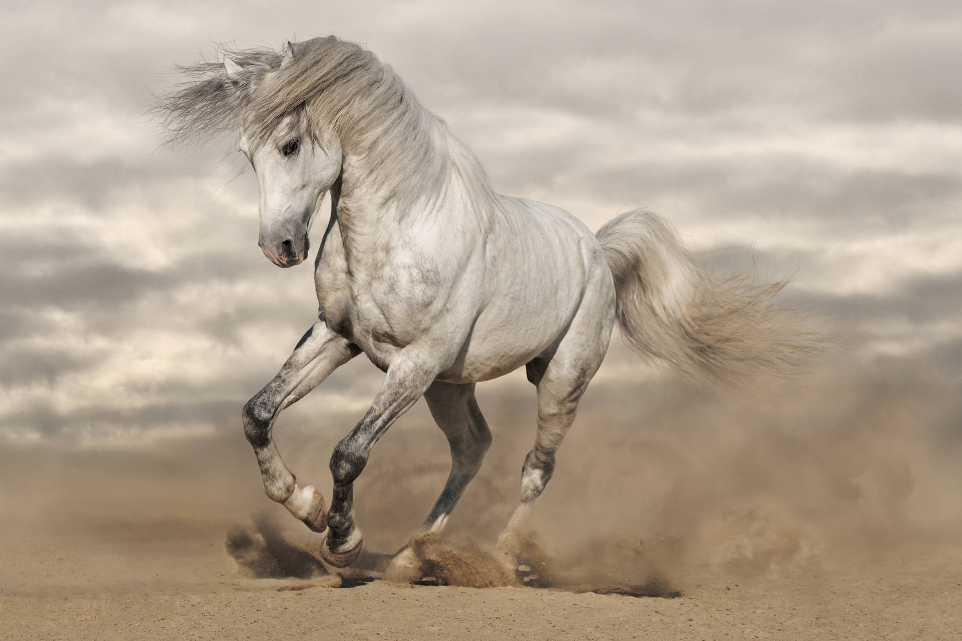 7296X4864 Horse Wallpaper and Background
