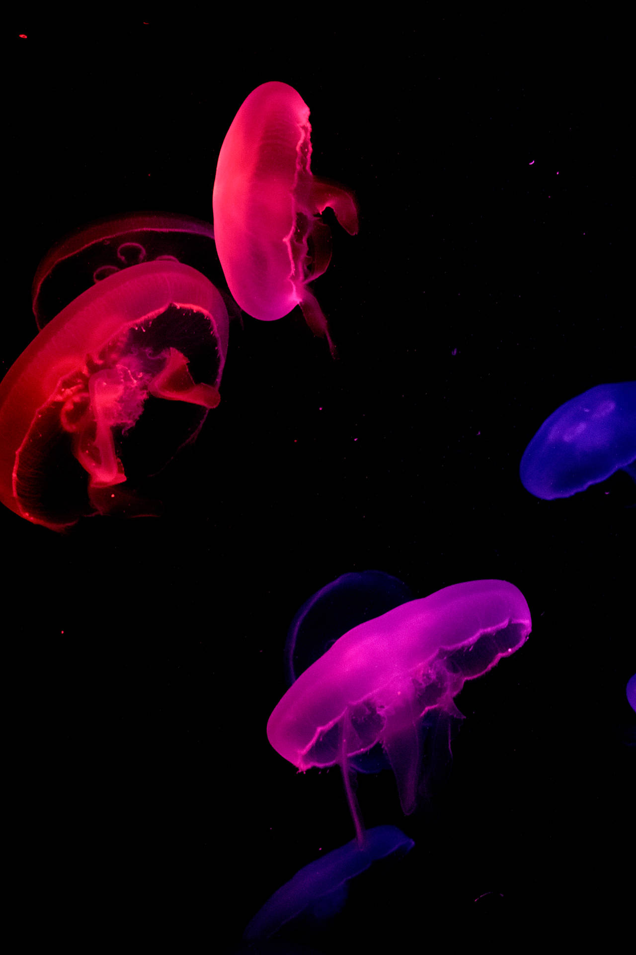 4000X6000 Jellyfish Wallpaper and Background