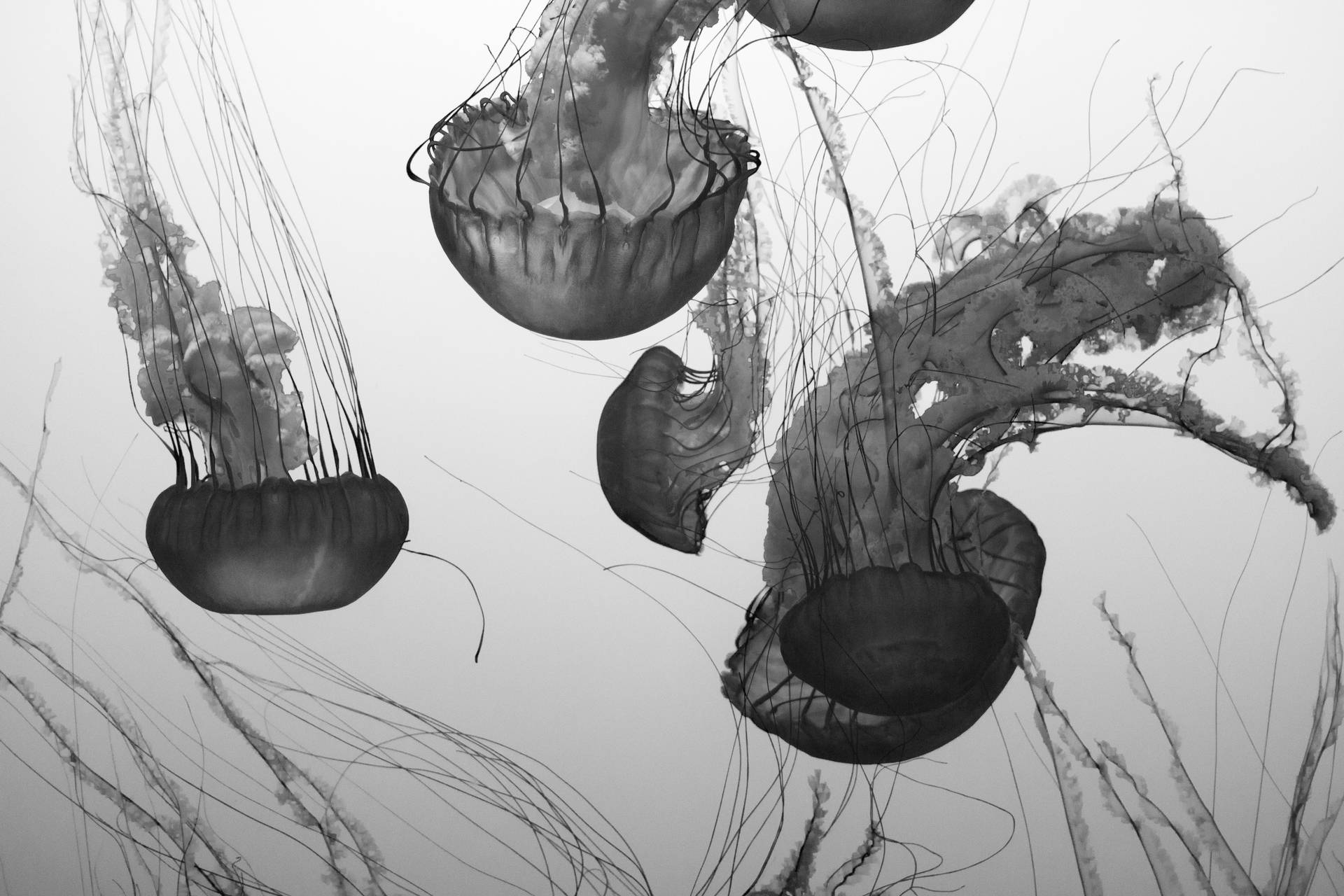 5184X3456 Jellyfish Wallpaper and Background