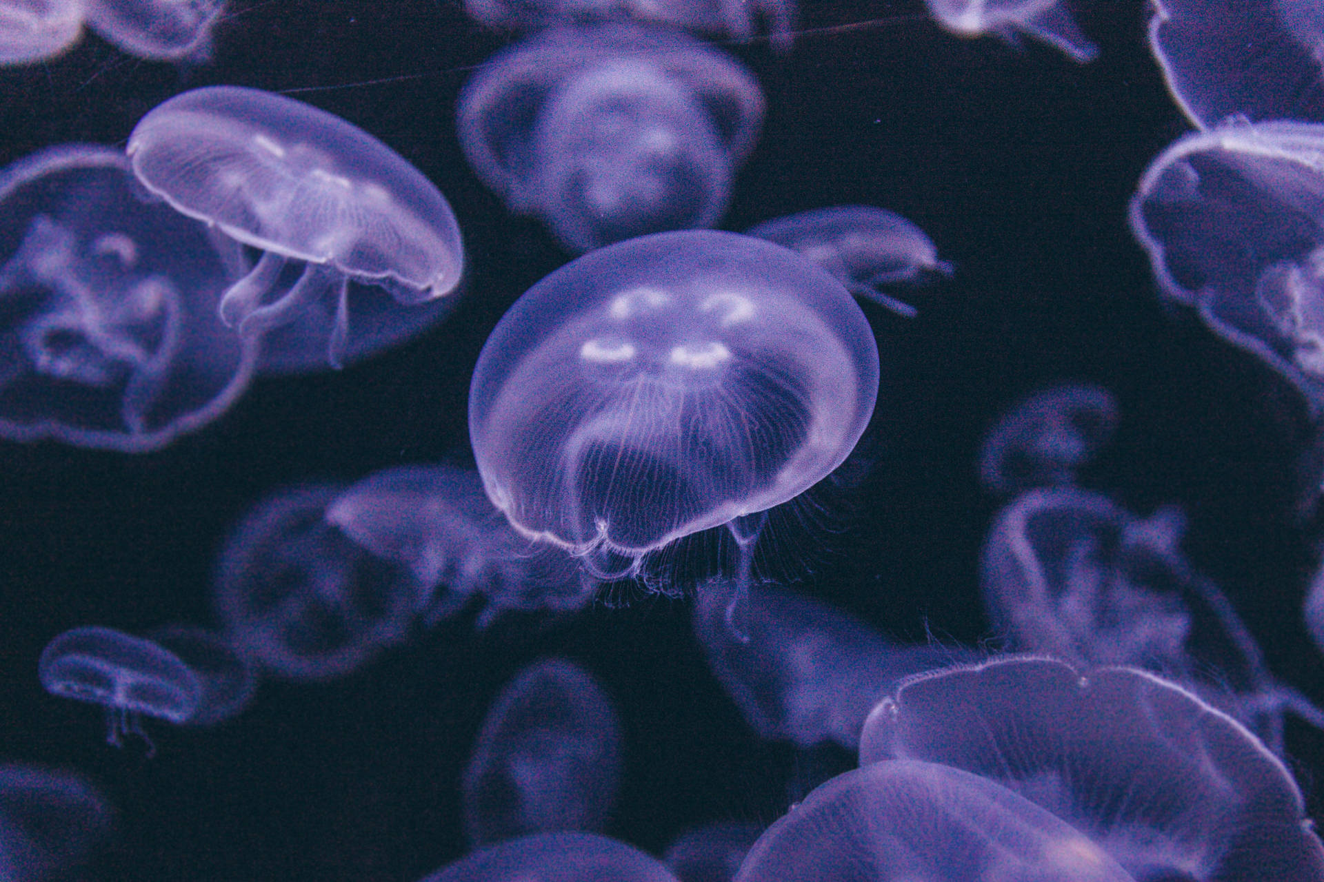 5616X3744 Jellyfish Wallpaper and Background