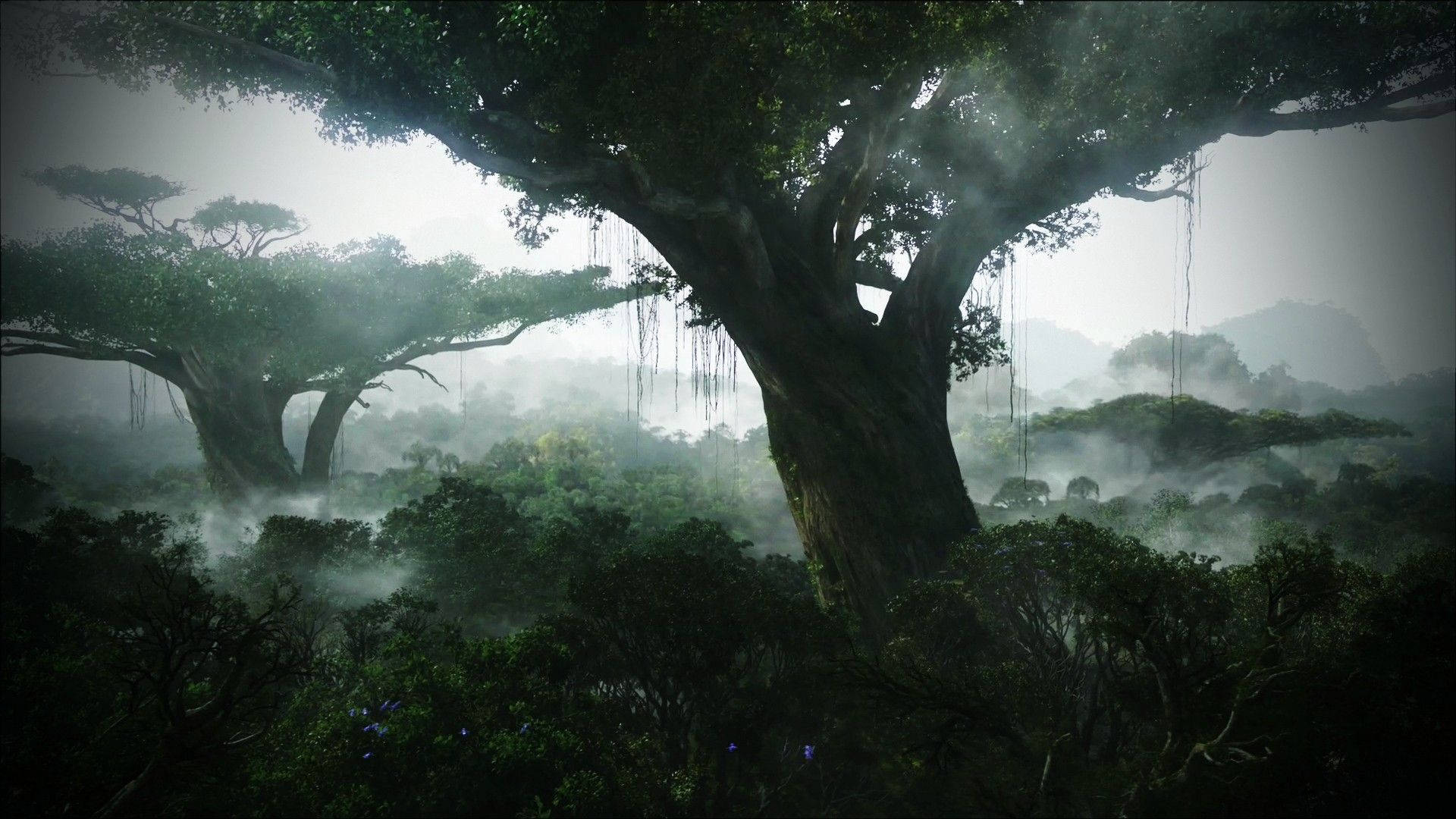 1920X1080 Jungle Wallpaper and Background