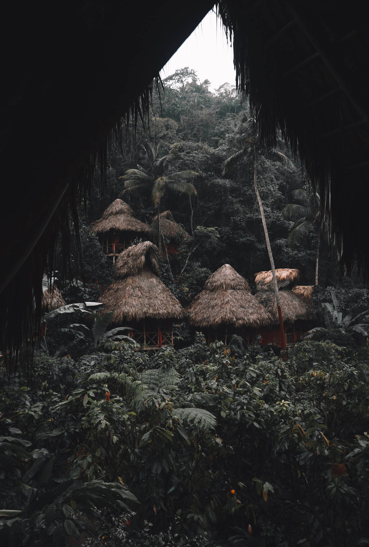 2341X3469 Jungle Wallpaper and Background