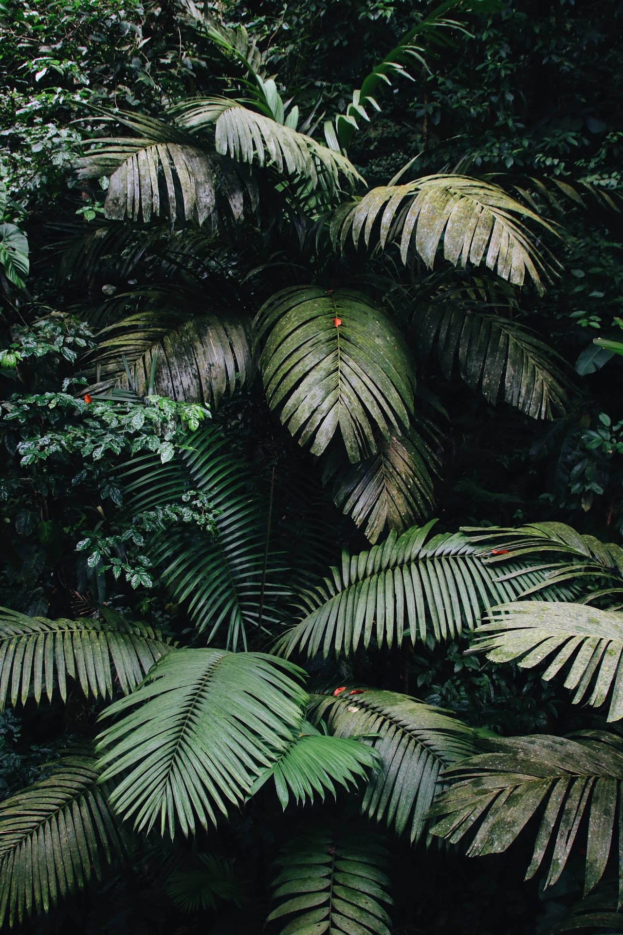 2656X3984 Jungle Wallpaper and Background