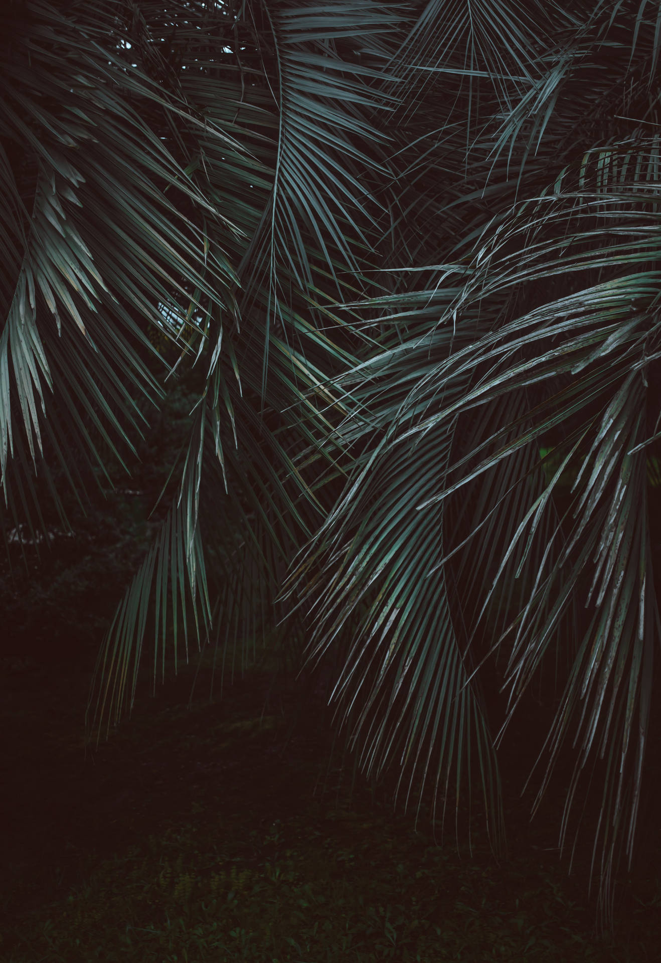 3621X5276 Jungle Wallpaper and Background