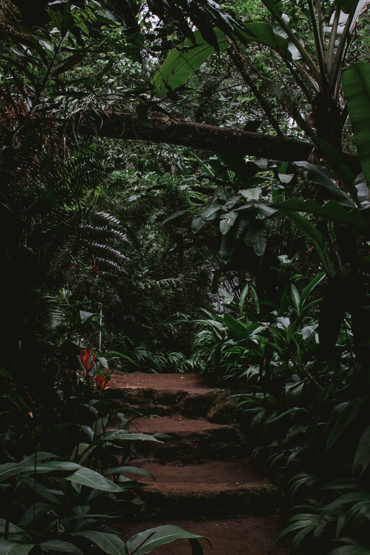 3827X5740 Jungle Wallpaper and Background