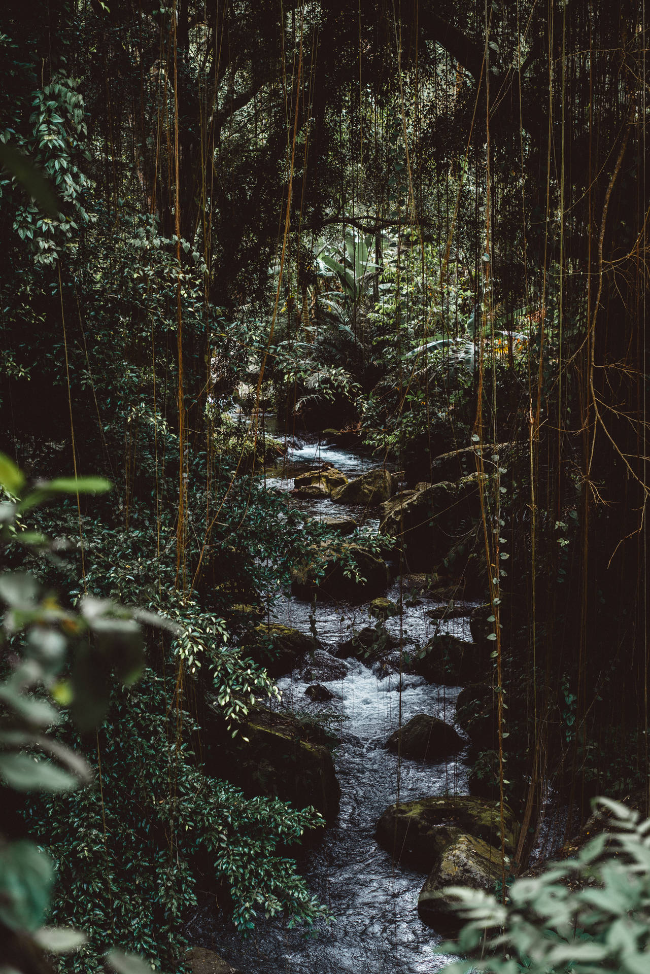 5304X7952 Jungle Wallpaper and Background