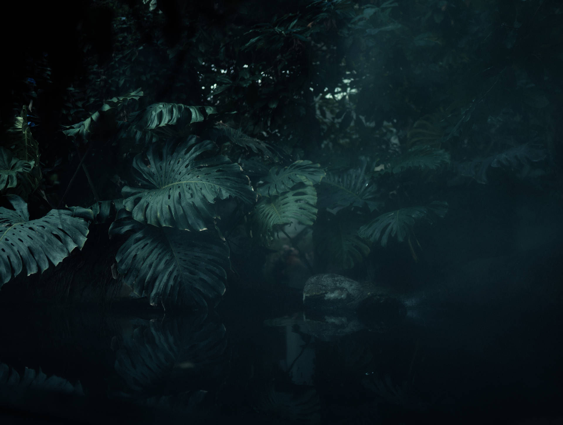 7032X5304 Jungle Wallpaper and Background