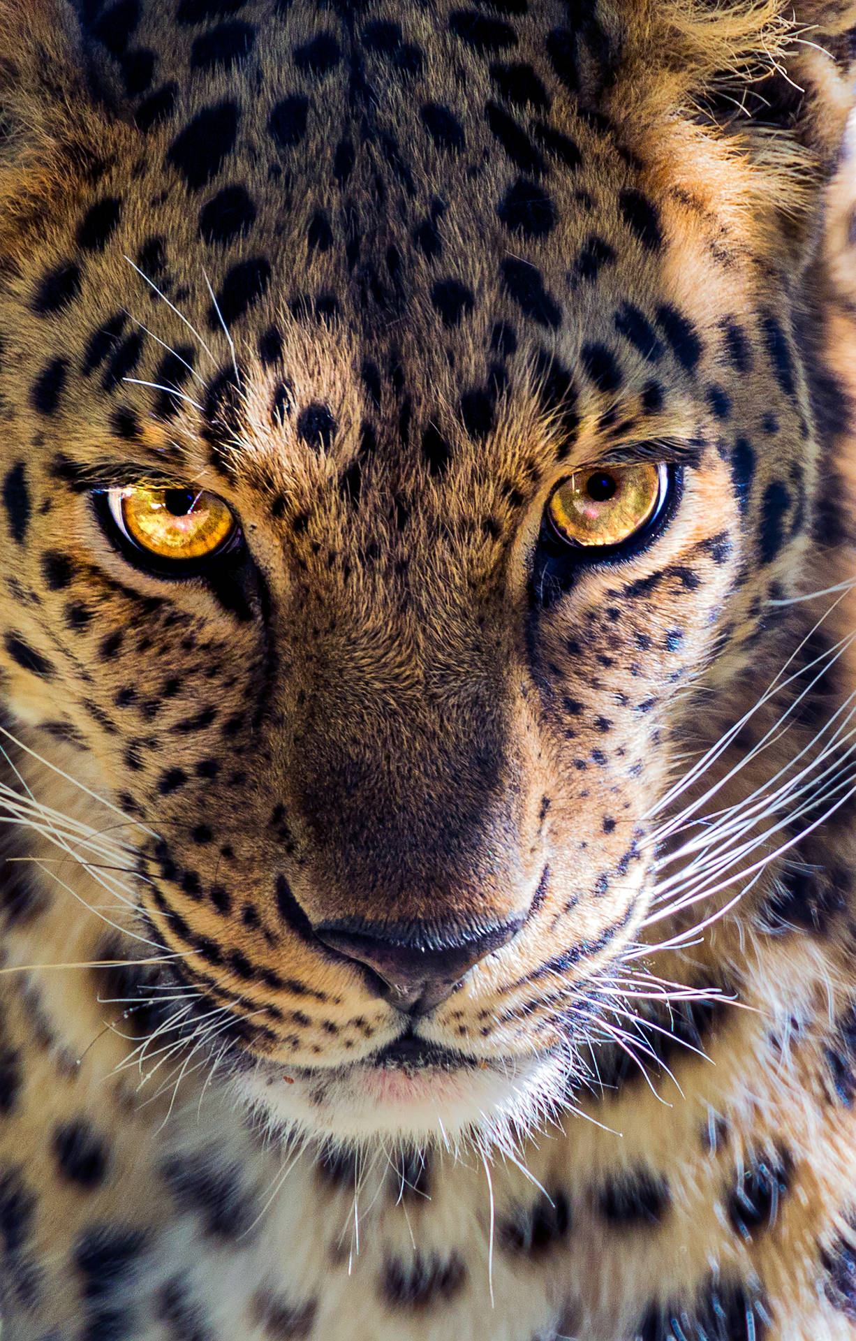 3066X4800 Leopard Print Wallpaper and Background