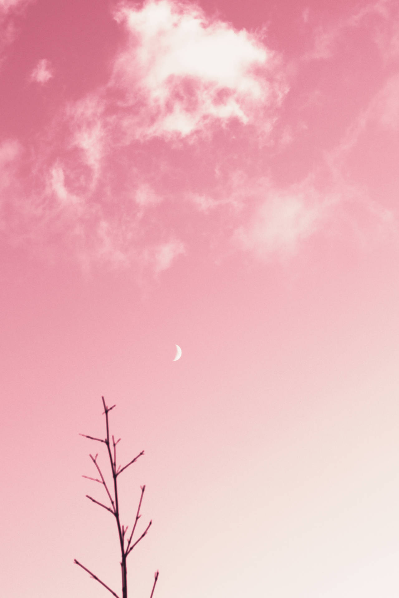3125X4688 Light Pink Wallpaper and Background