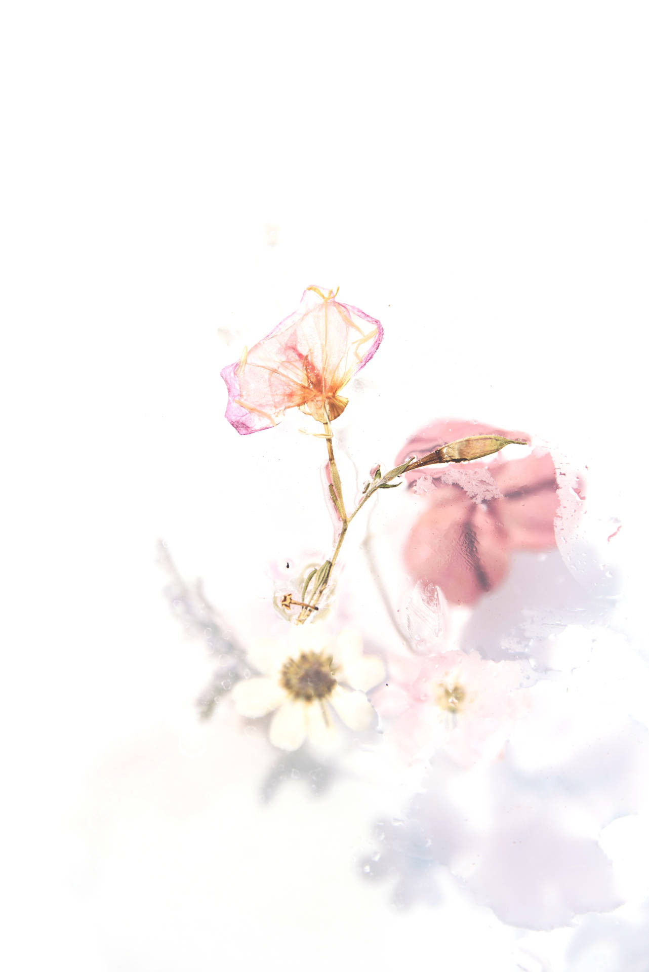 4016X6016 Light Pink Wallpaper and Background