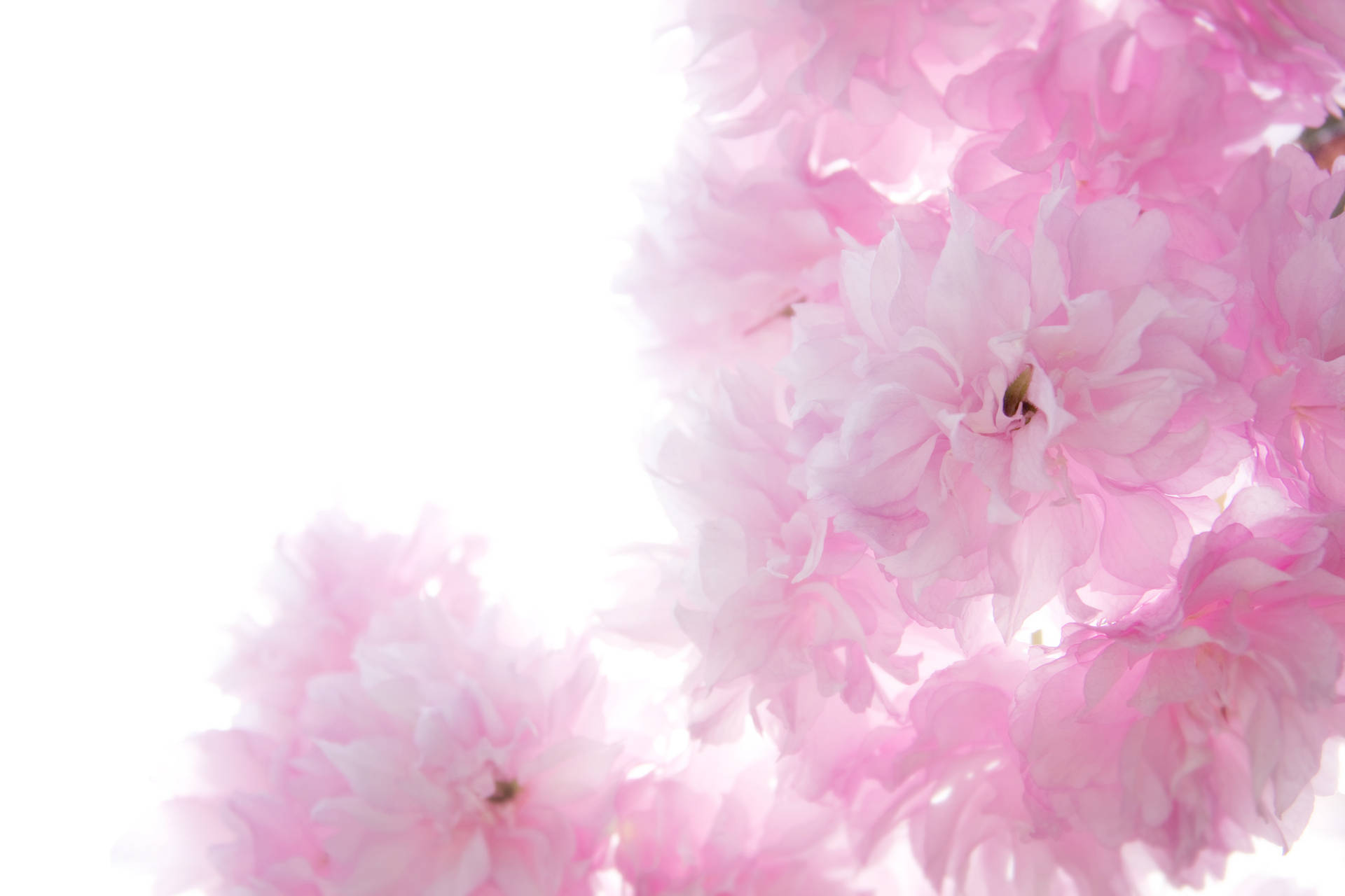 4272X2848 Light Pink Wallpaper and Background