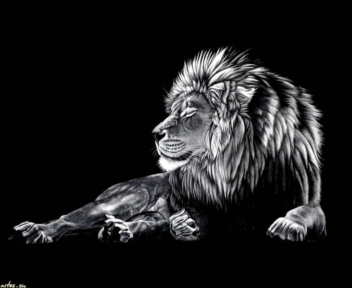 1164X952 Lion Wallpaper and Background