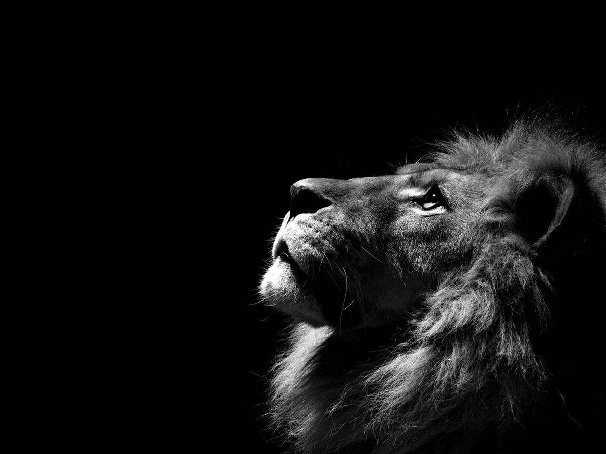 1200X900 Lion Wallpaper and Background
