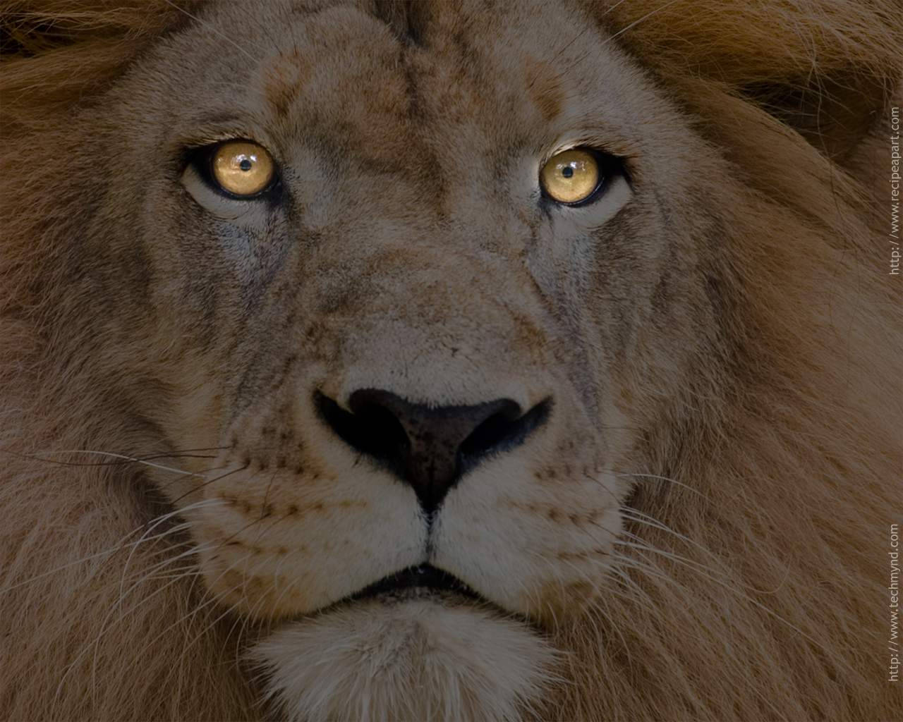 1280X1024 Lion Wallpaper and Background