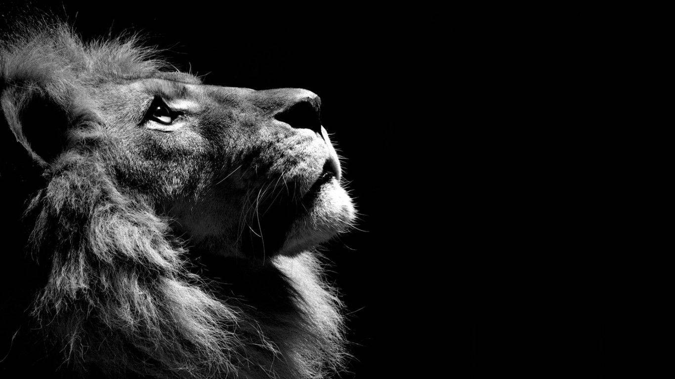 1366X768 Lion Wallpaper and Background