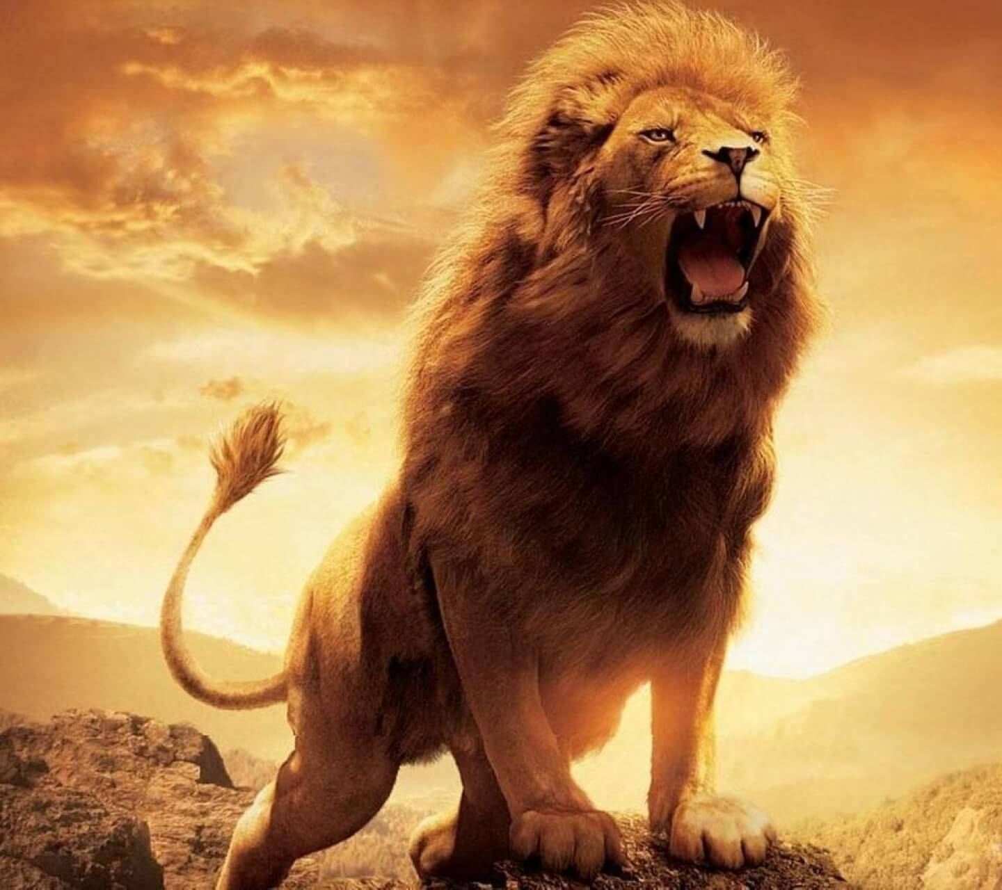 1440X1280 Lion Wallpaper and Background
