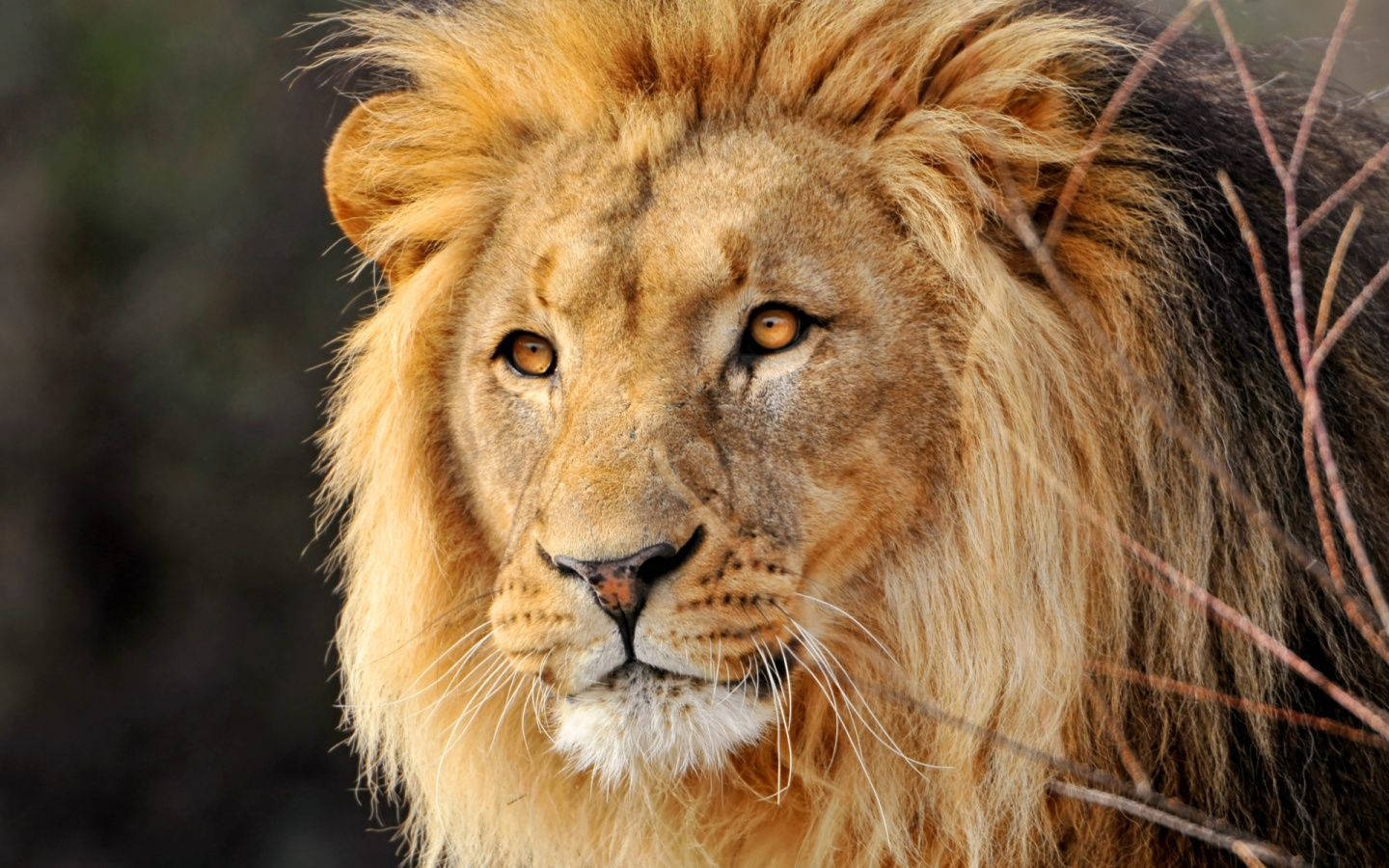 1440X900 Lion Wallpaper and Background