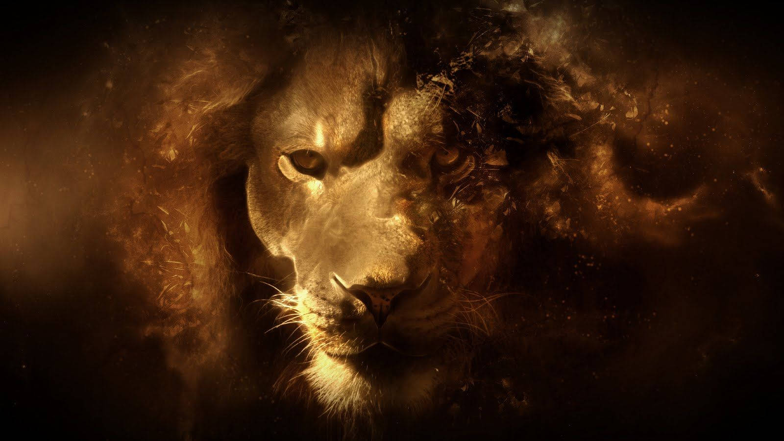 1600X900 Lion Wallpaper and Background