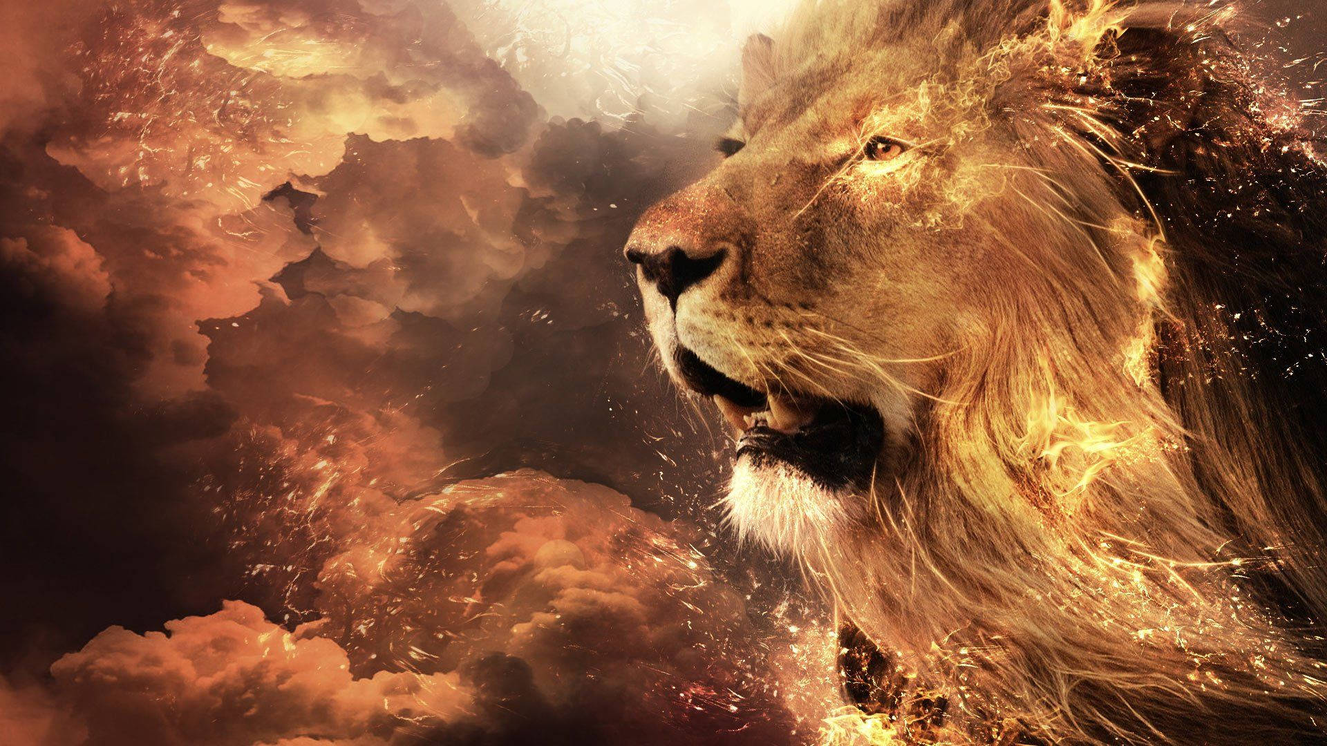 1920X1080 Lion Wallpaper and Background