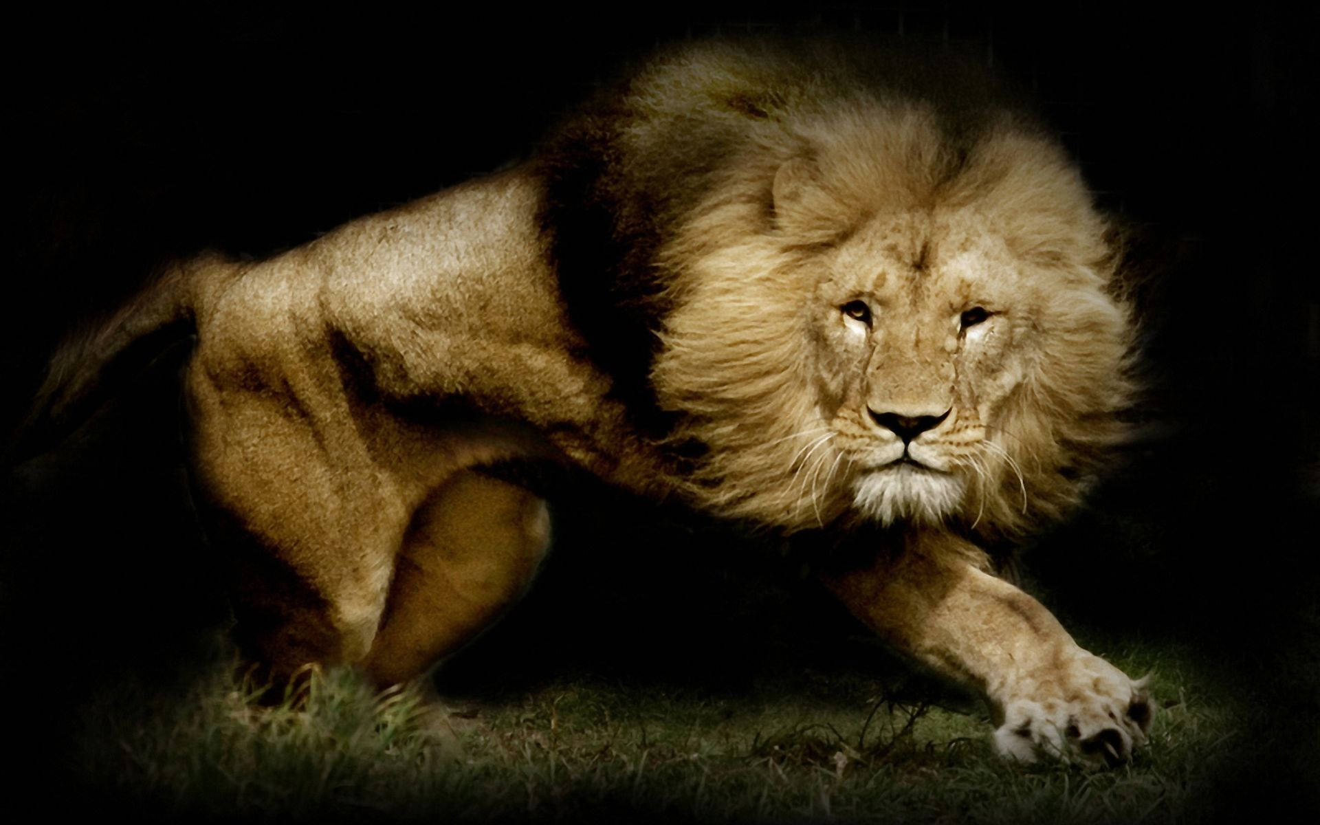 1920X1200 Lion Wallpaper and Background
