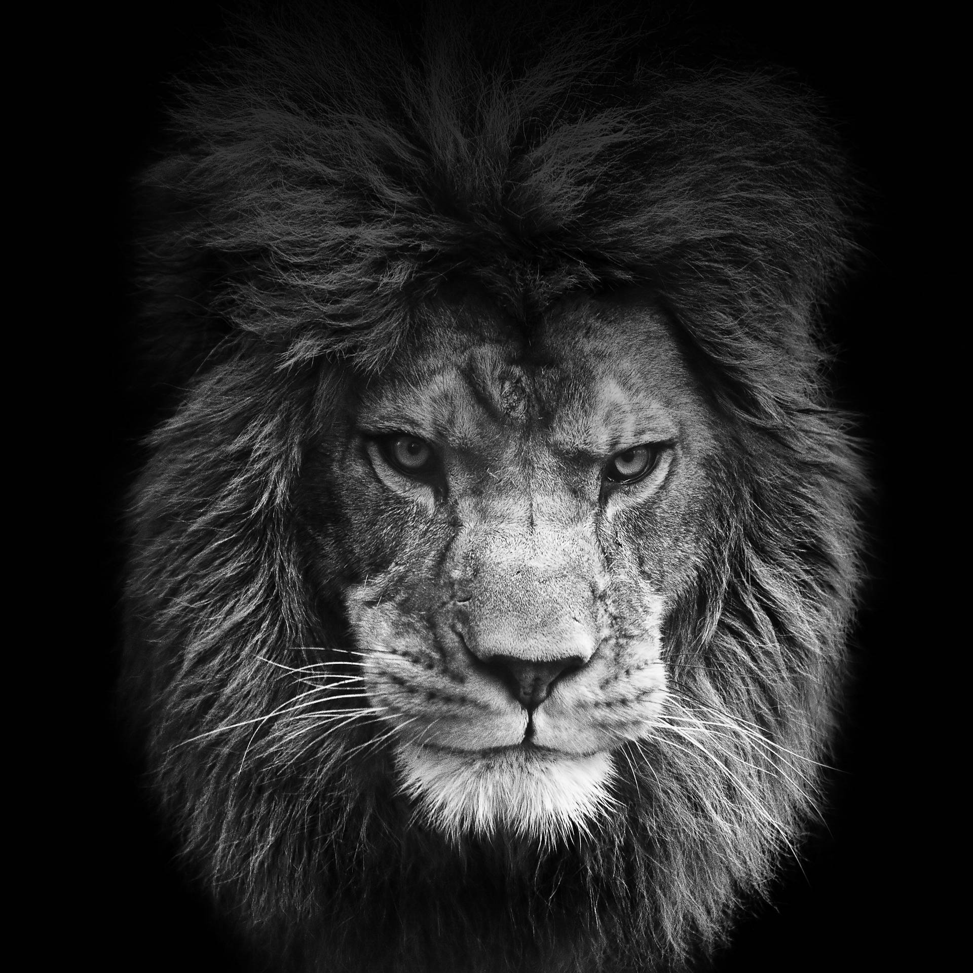 2448X2448 Lion Wallpaper and Background