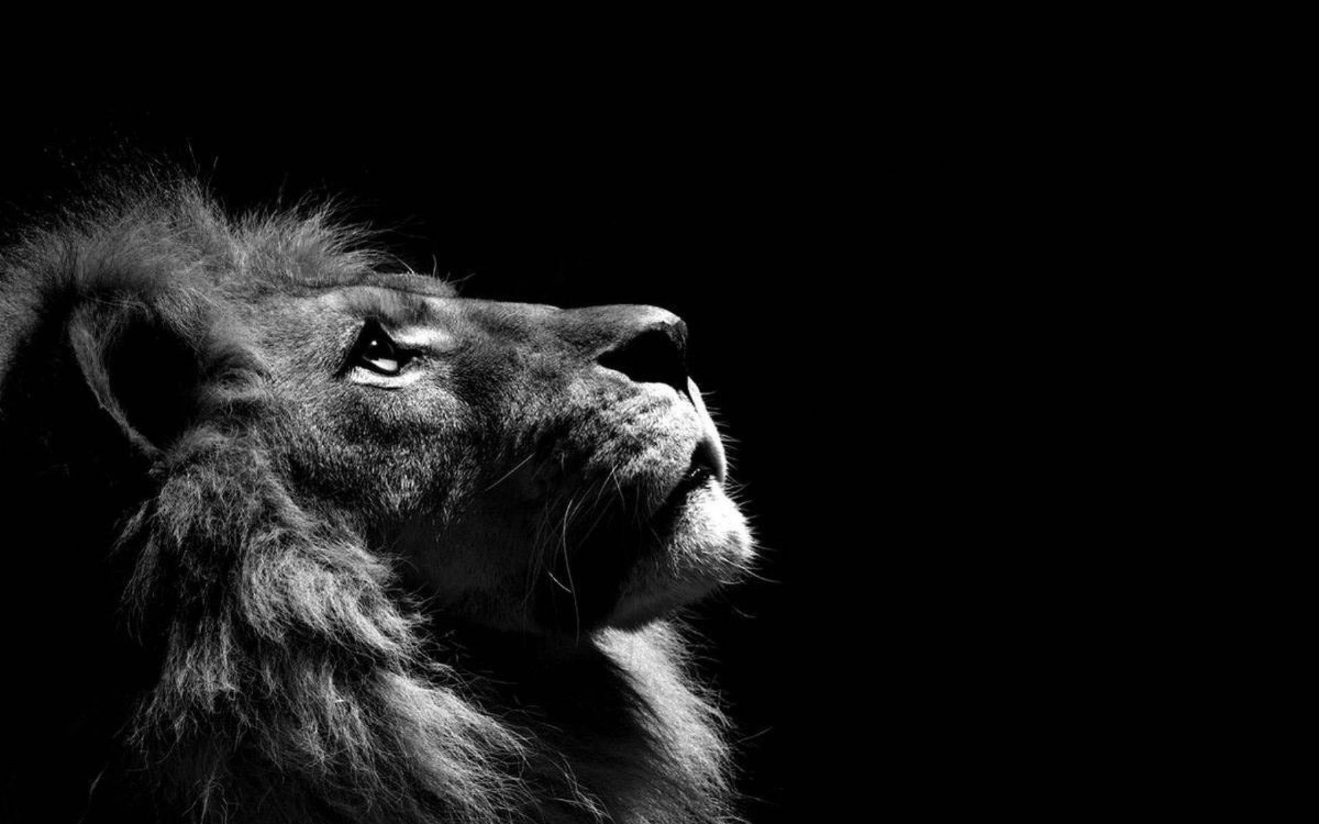 2560X1600 Lion Wallpaper and Background