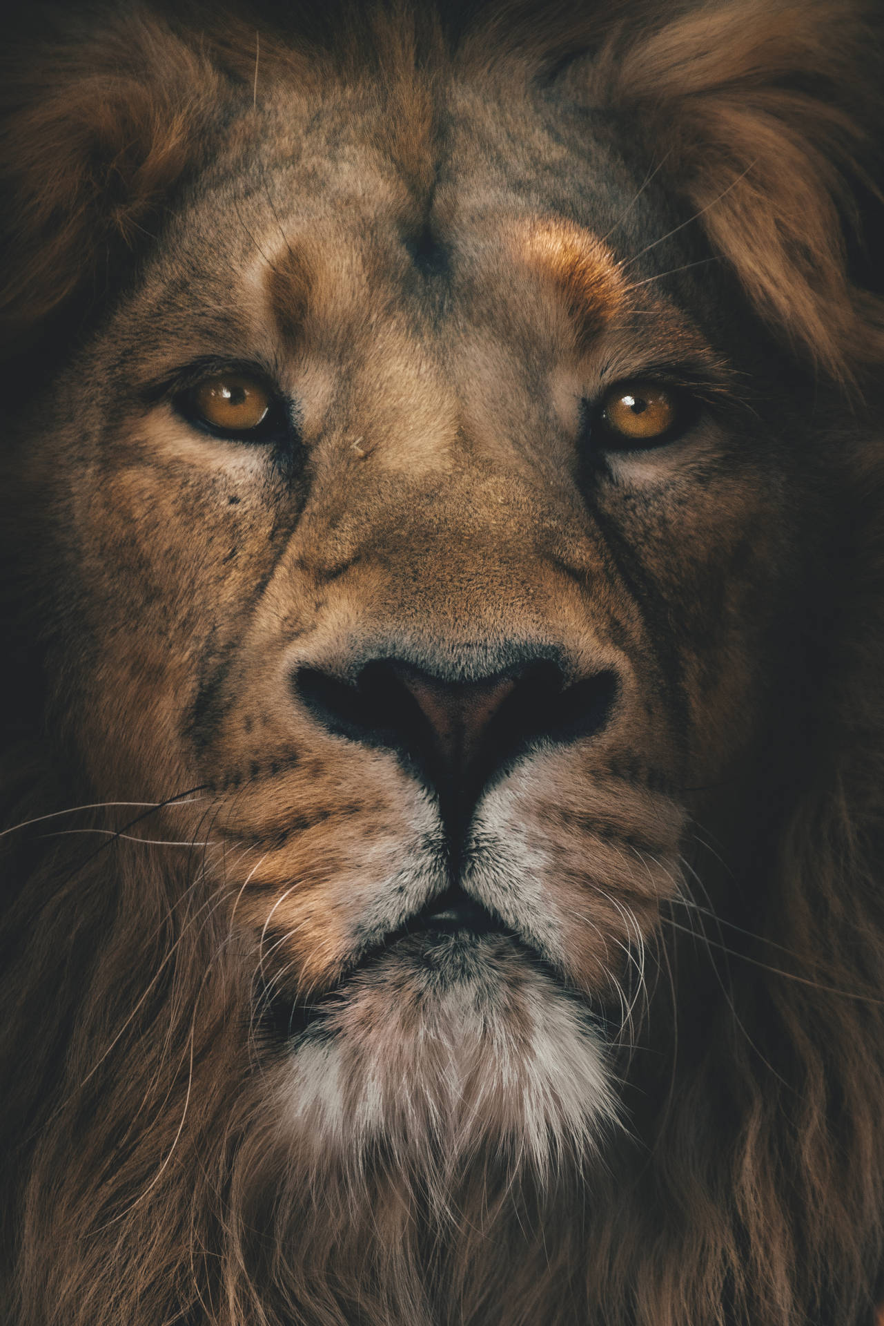 2917X4372 Lion Wallpaper and Background