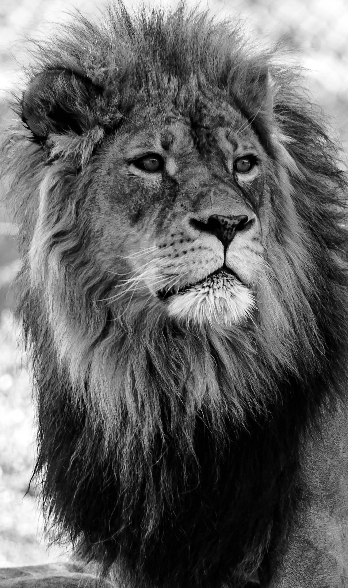 3120X5280 Lion Wallpaper and Background