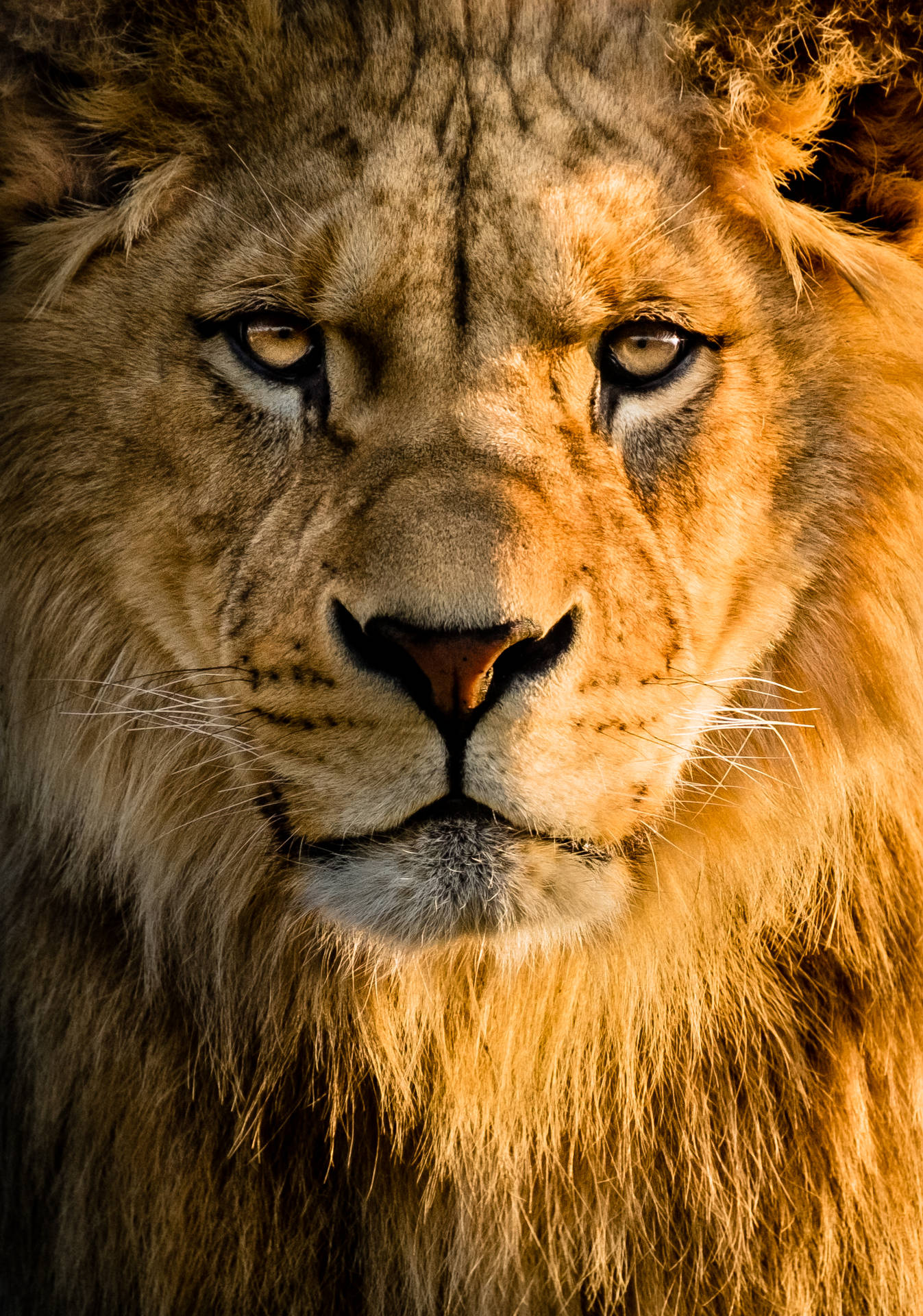 3200X4561 Lion Wallpaper and Background