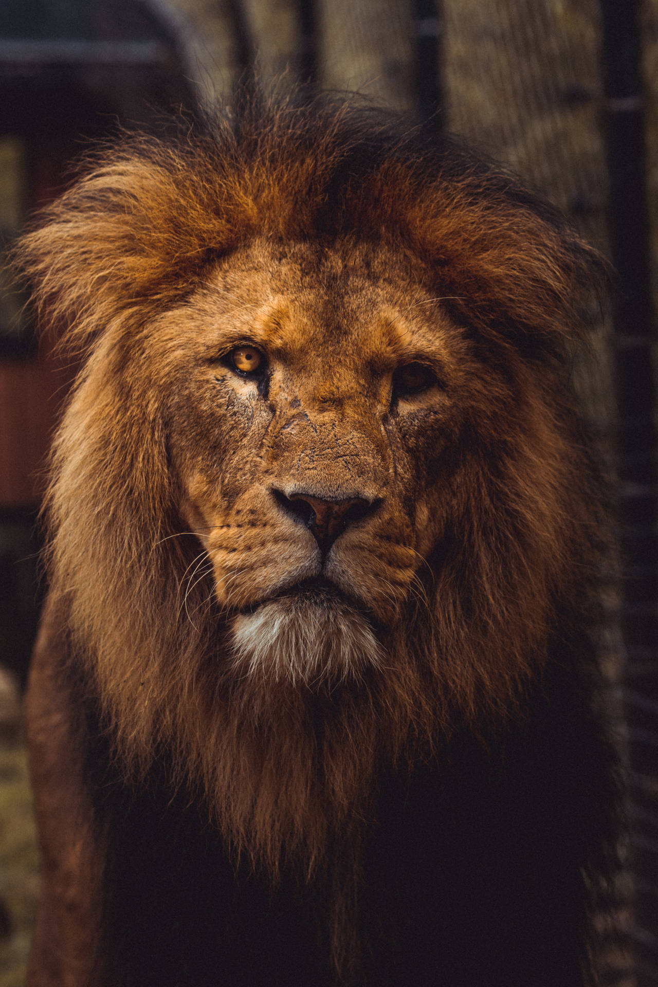3648X5472 Lion Wallpaper and Background