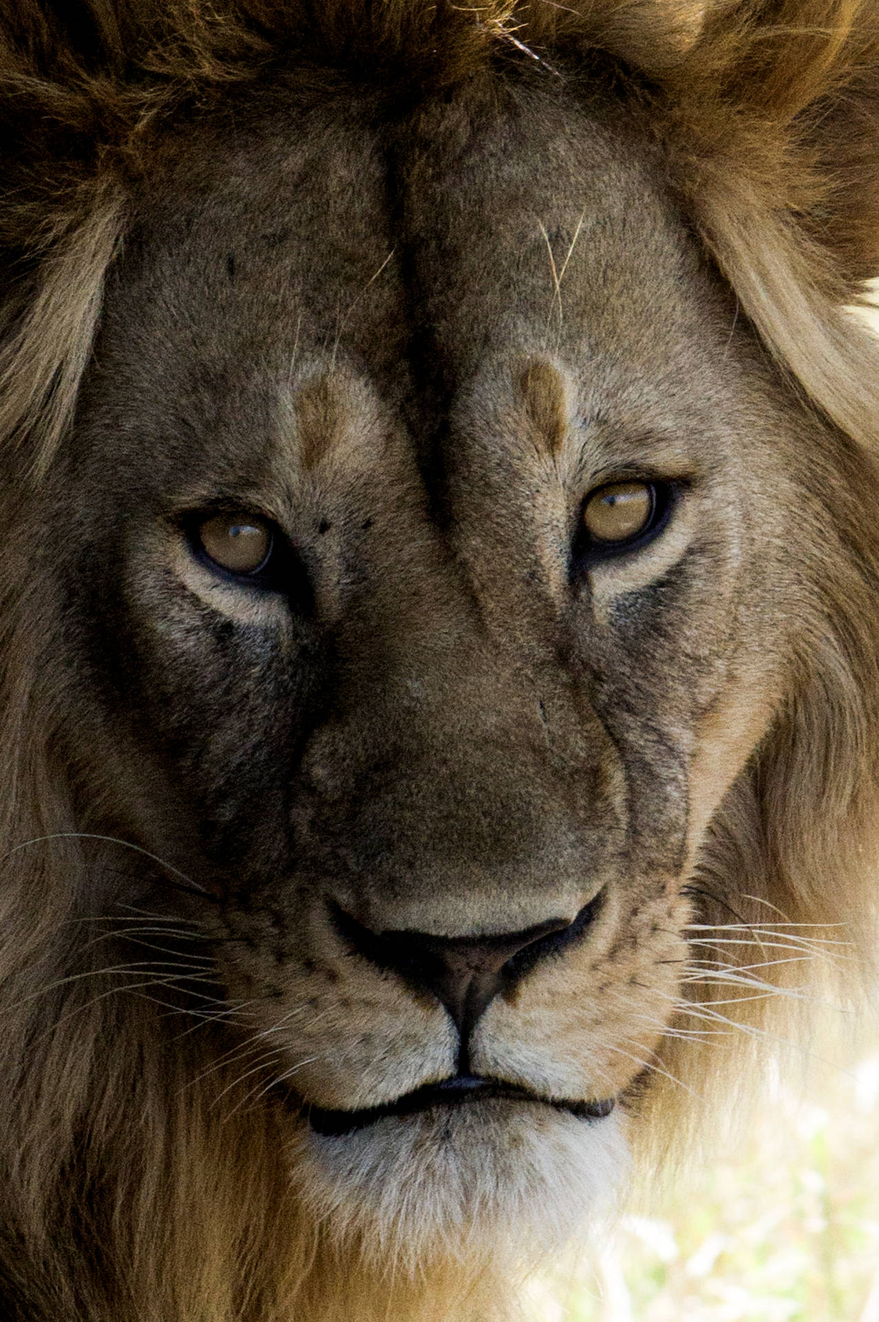4000X6016 Lion Wallpaper and Background