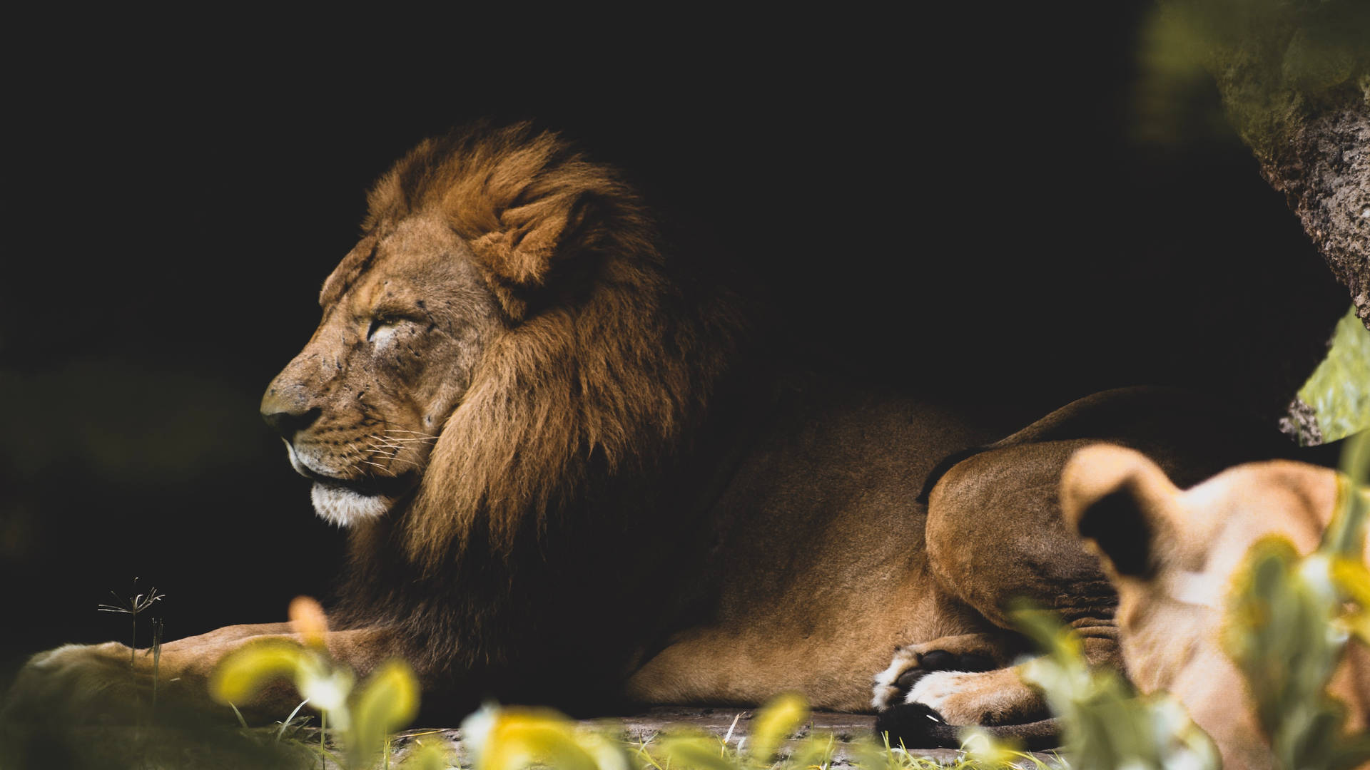 4715X2652 Lion Wallpaper and Background