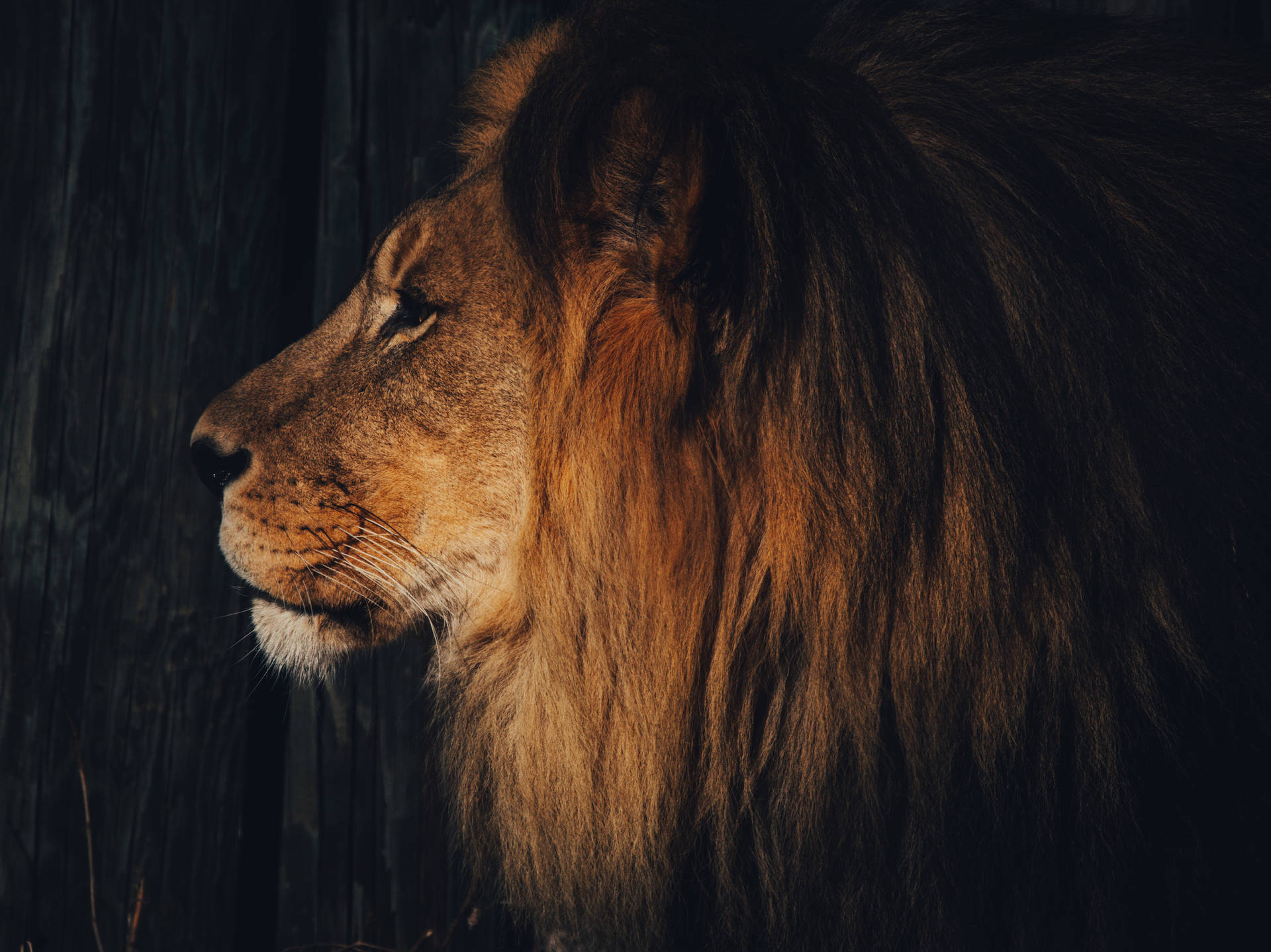 5554X4160 Lion Wallpaper and Background