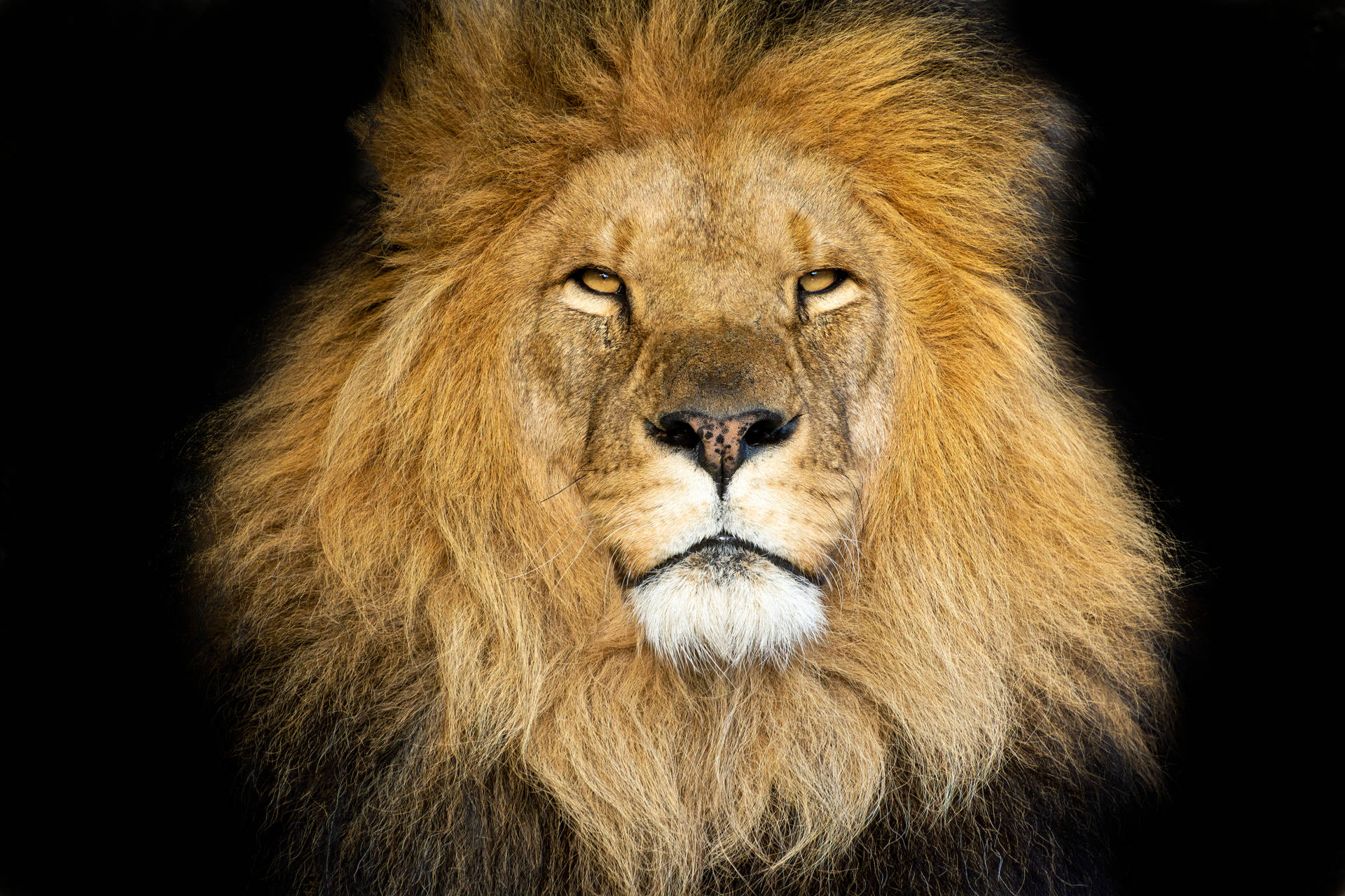 6000X4000 Lion Wallpaper and Background