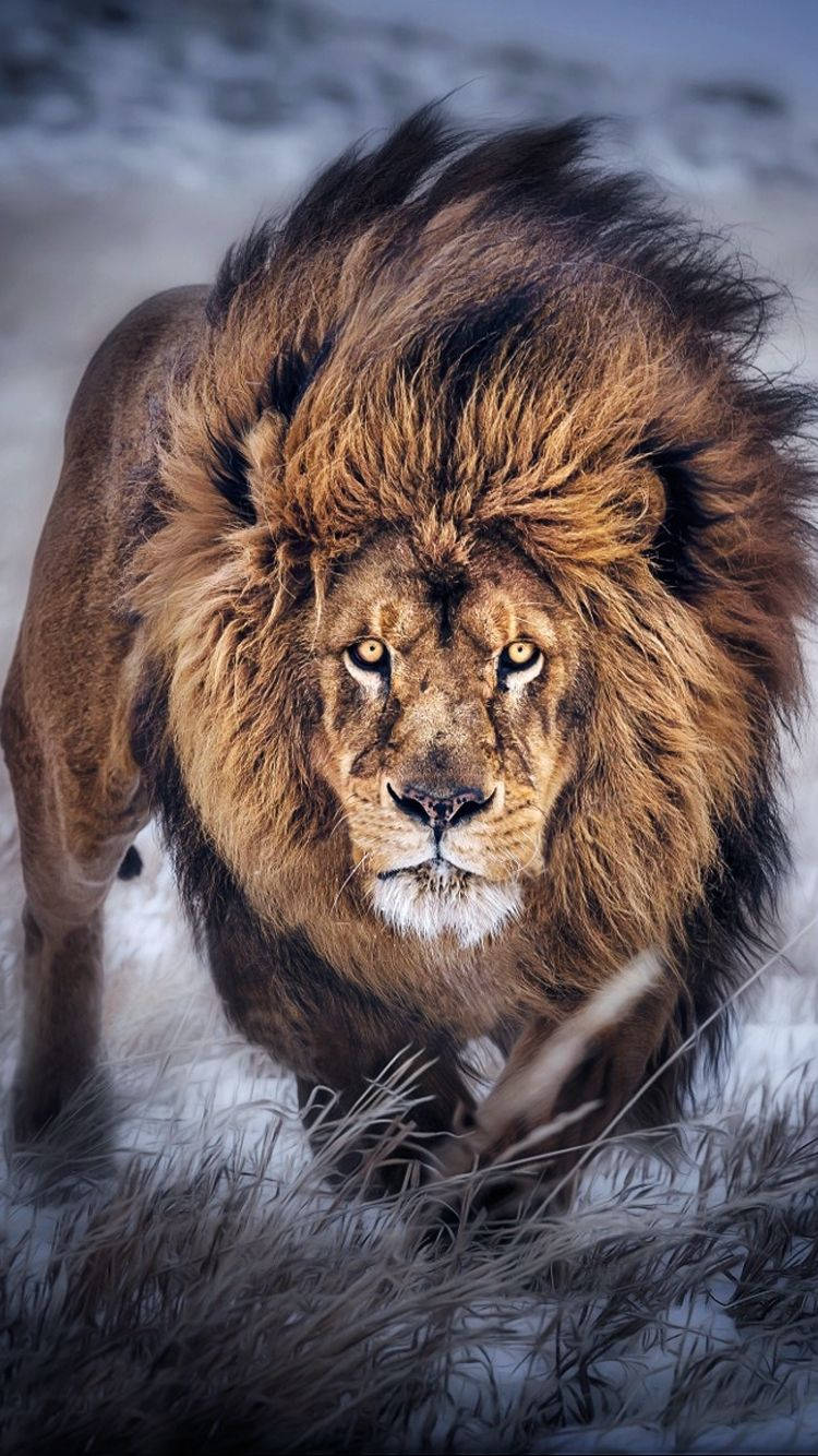 750X1334 Lion Wallpaper and Background