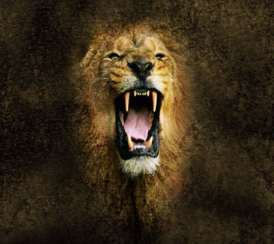 960X854 Lion Wallpaper and Background