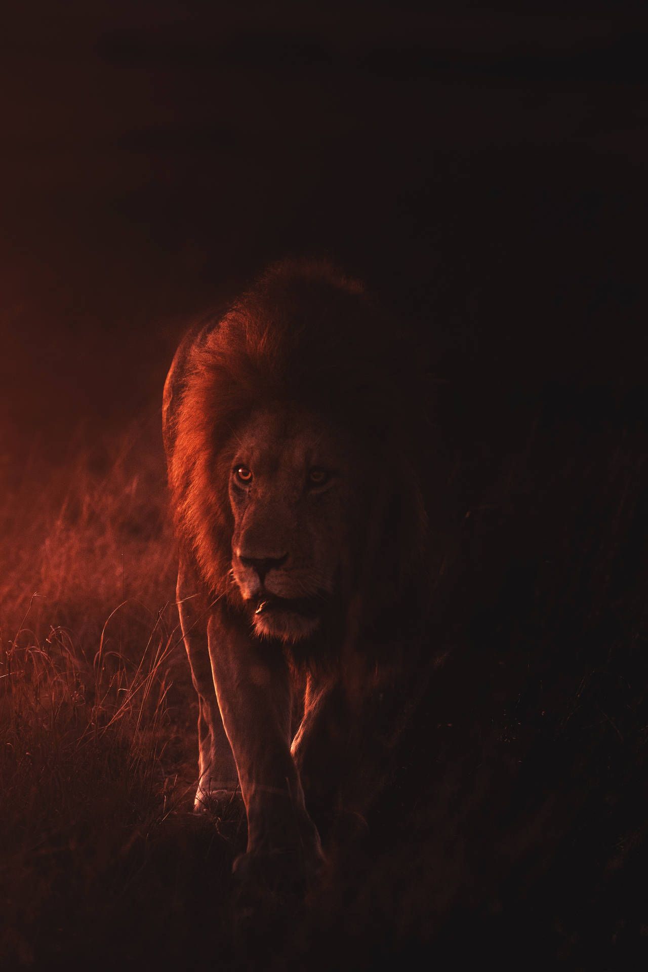 3374X5060 Lion King Wallpaper and Background