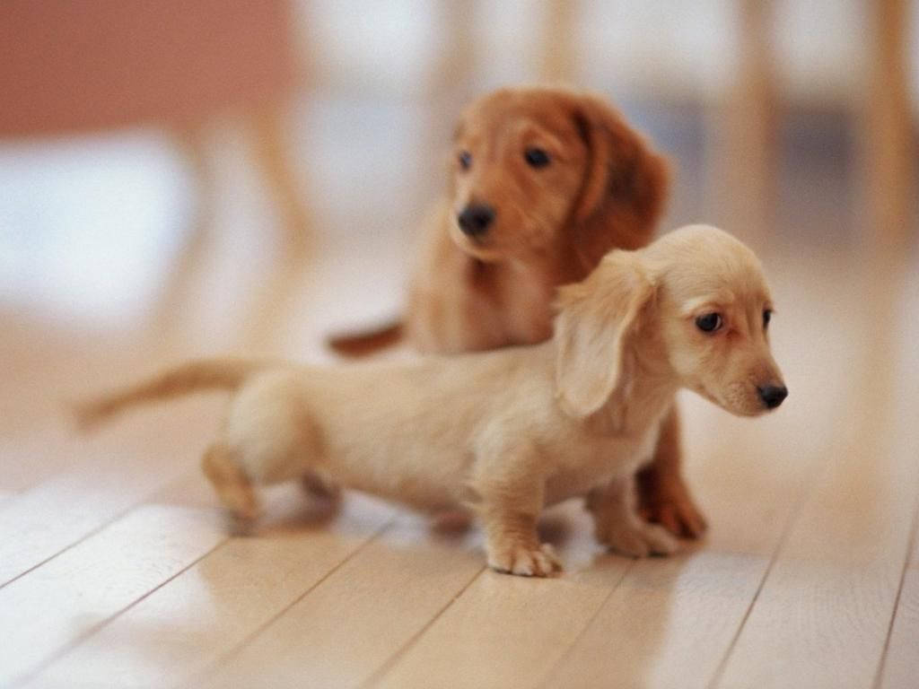 1024X768 Puppy Wallpaper and Background