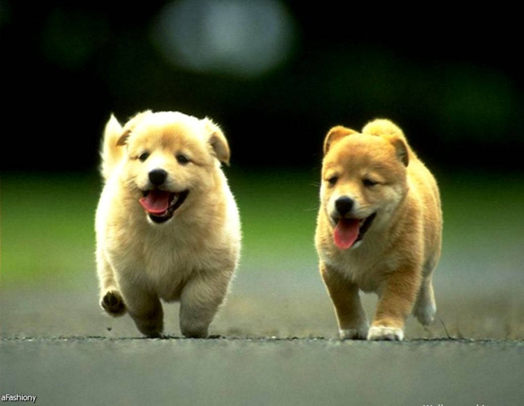 1036X803 Puppy Wallpaper and Background